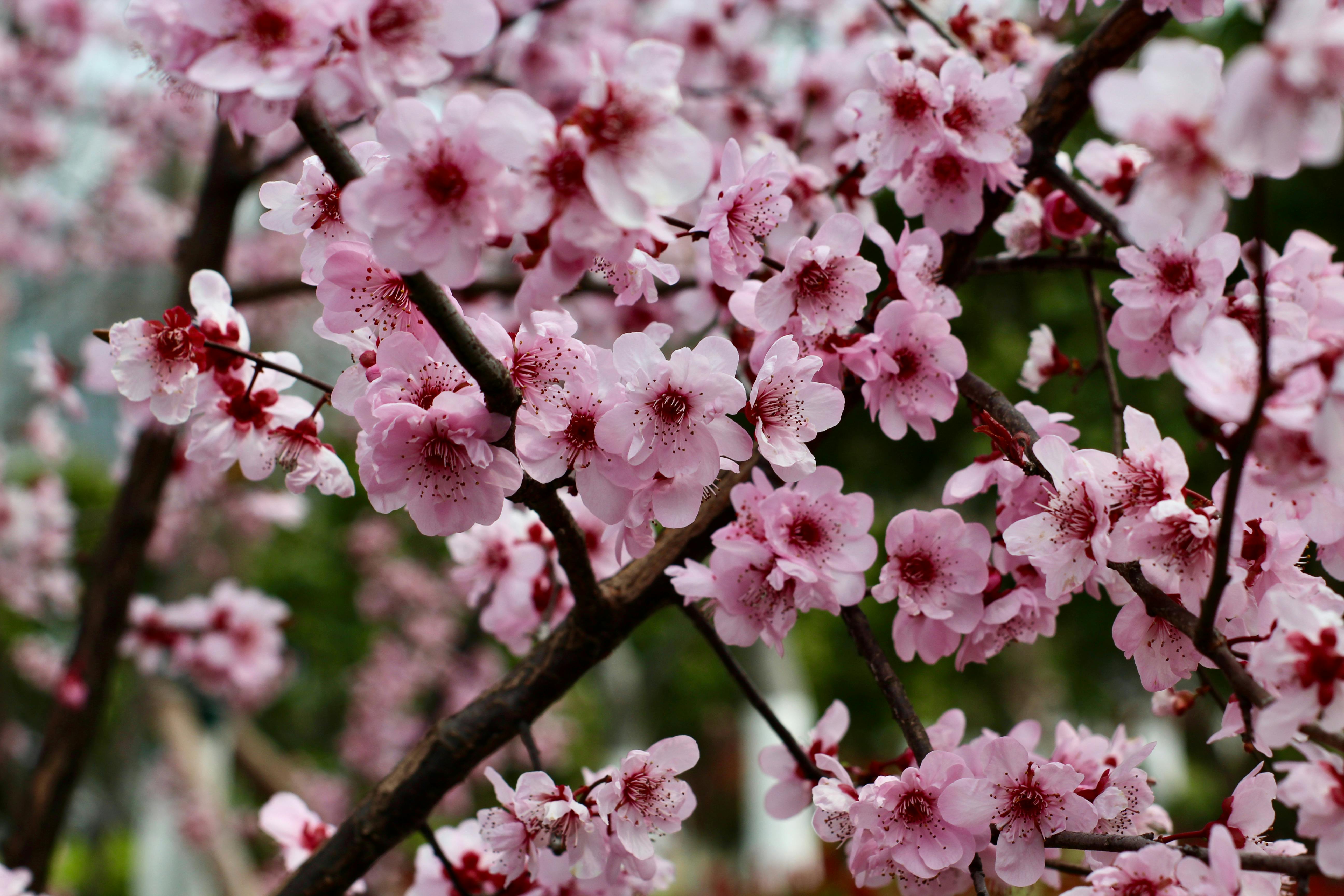 免費 上海, 上海人, 中國 的 免費圖庫相片 圖庫相片