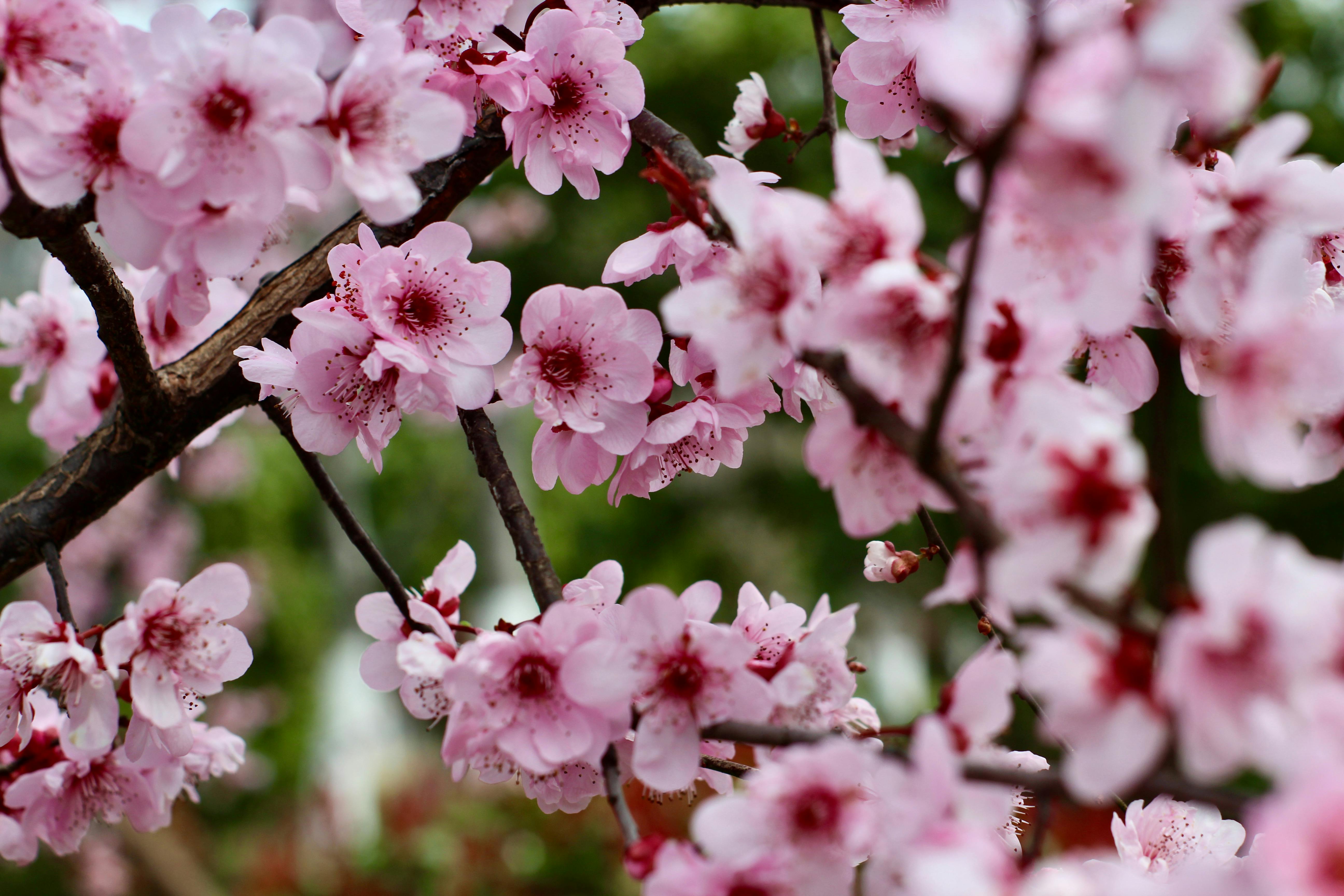 Miễn phí Ảnh cận cảnh hoa anh đào nở rộ vào mùa xuân ở Thượng Hải, Trung Quốc. Ảnh lưu trữ