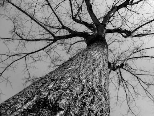 겨울, 자연 사진, 키 큰 나무의 무료 스톡 사진