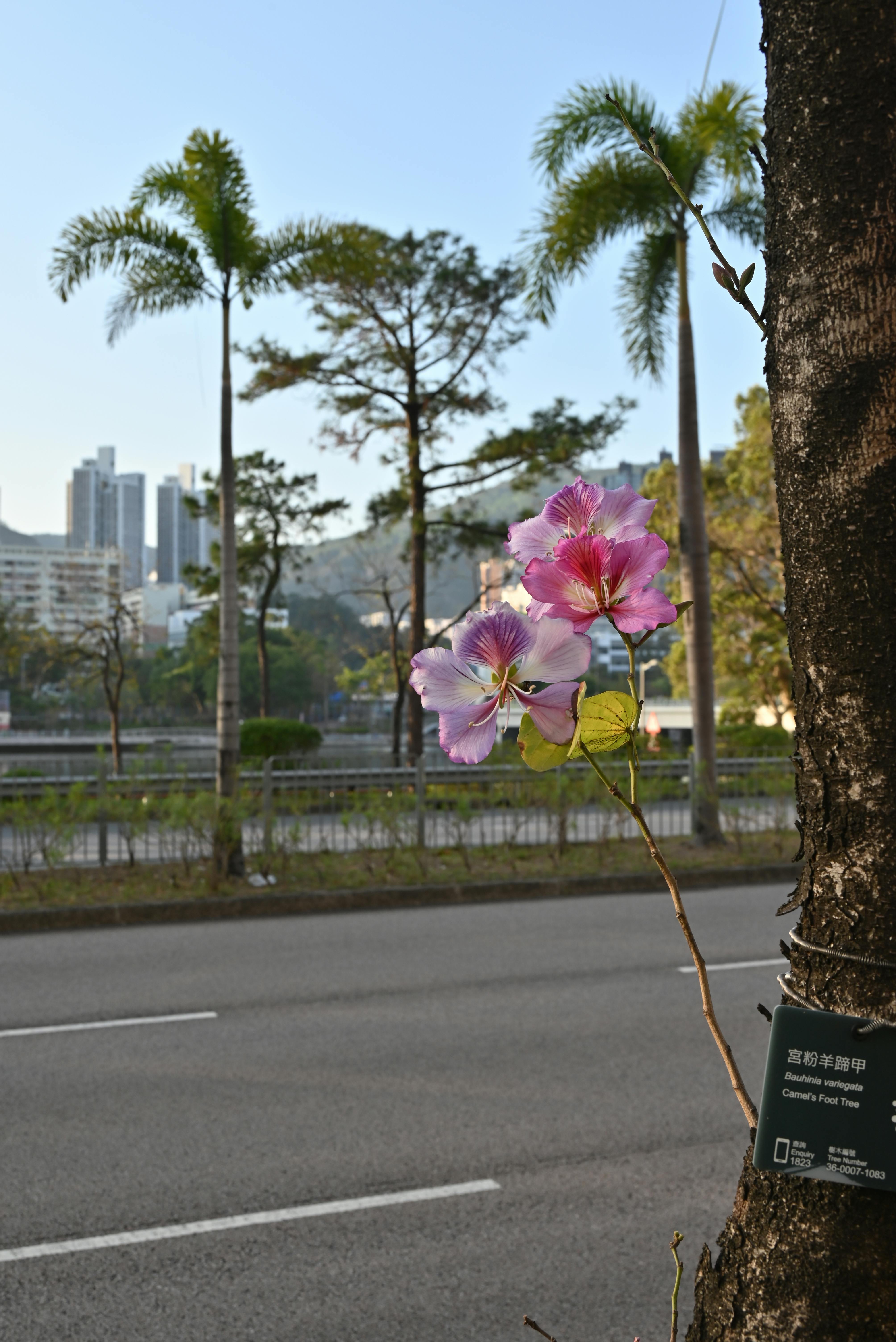 grátis Orquídeas belíssimas florescem em uma rua da cidade ladeada por palmeiras em um cenário urbano asiático, capturando a beleza natural. Foto profissional