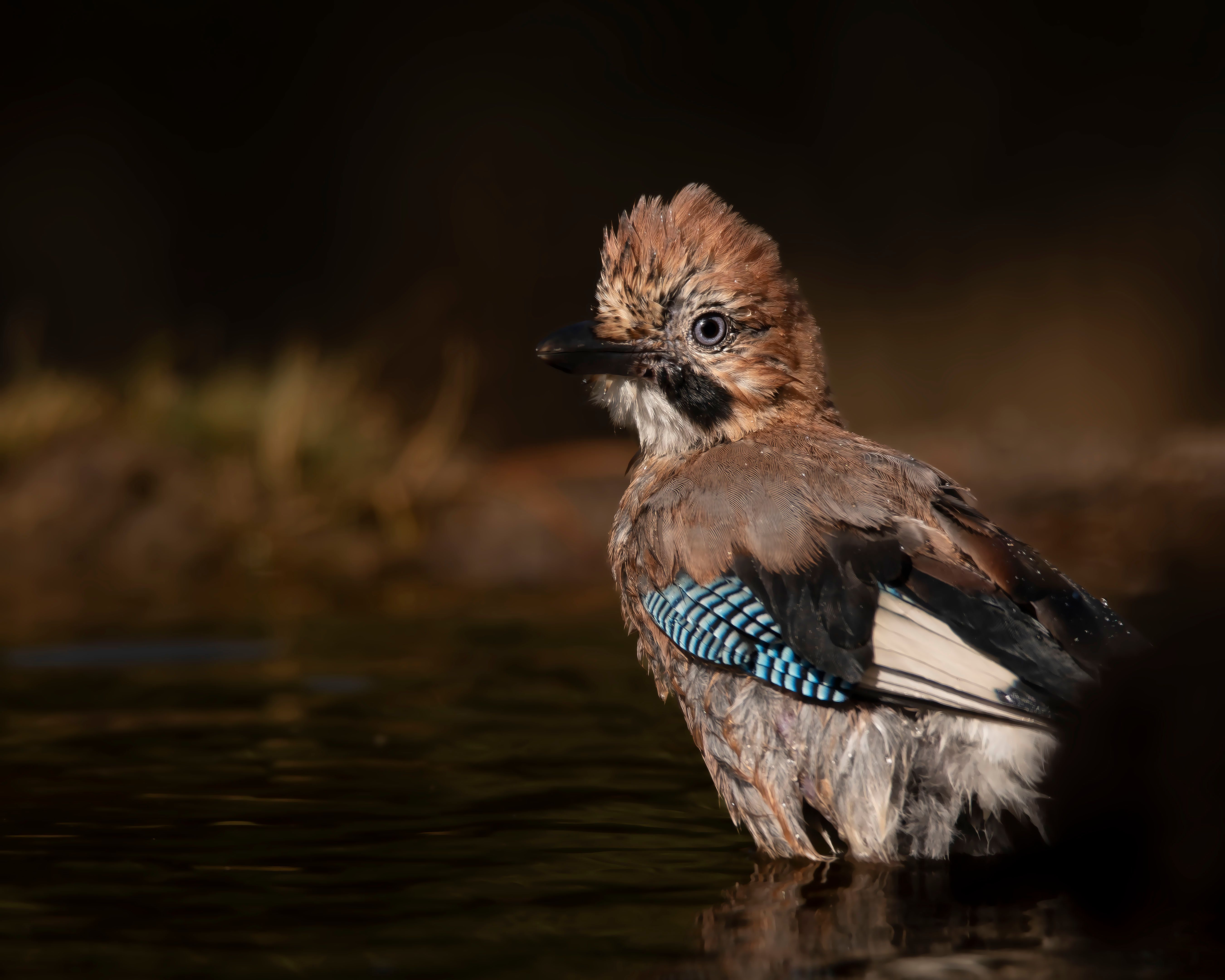 Close-up of a Eurasian Jay bathing, capturing its vivid plumage and natural habitat.