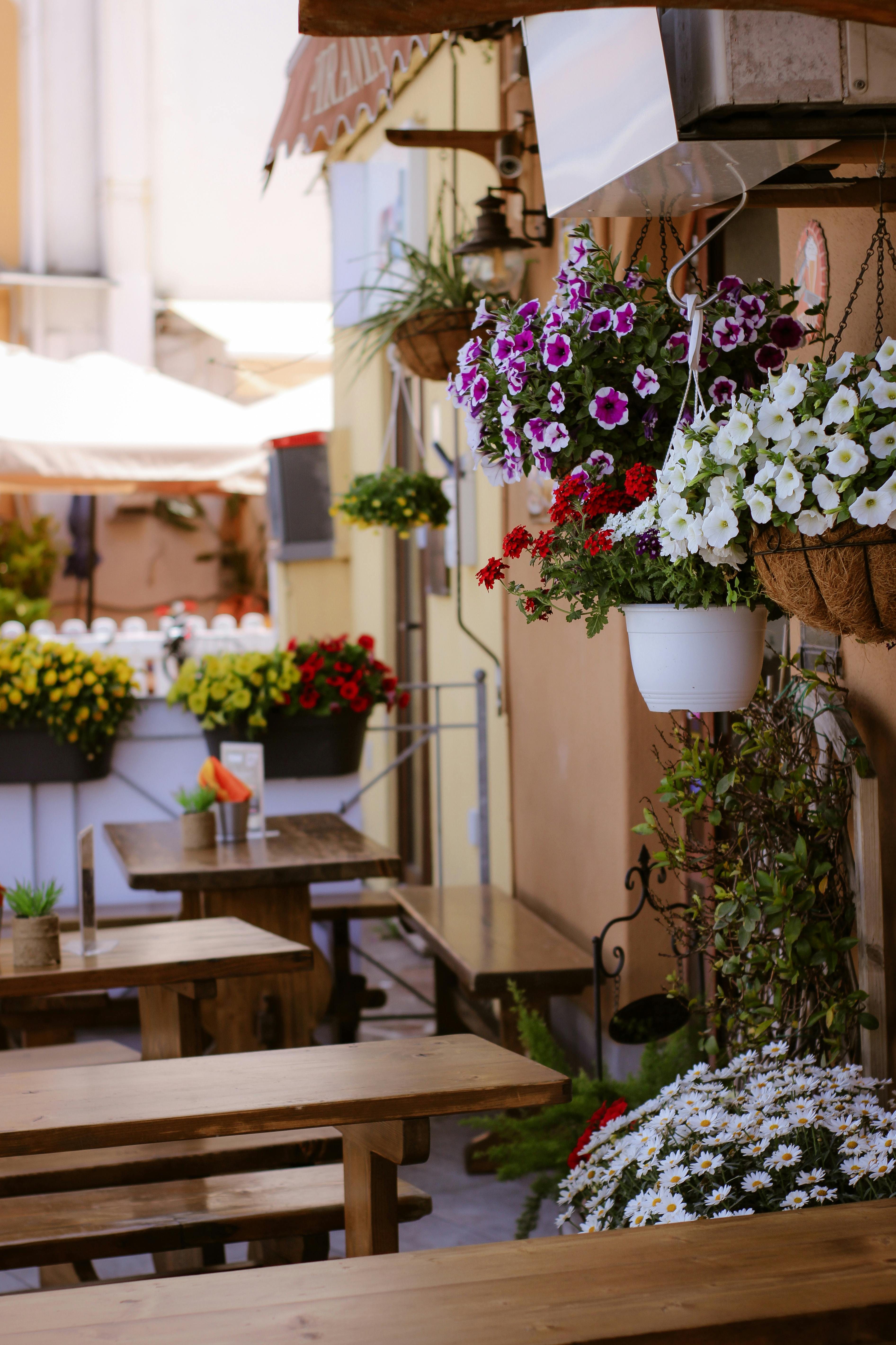 bezplatná Základová fotografie zdarma na téma barevné květiny, cestovní ruch v itálii, chryzantémy Základová fotografie