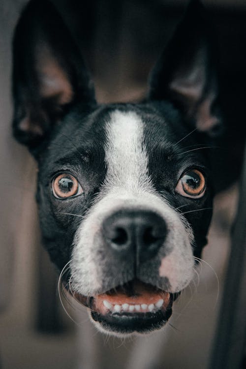 Close-Up Photo Of Black and Whitd Dog