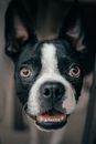 波士顿梗犬的特写肖像，眼睛和耳朵聚焦于镜头