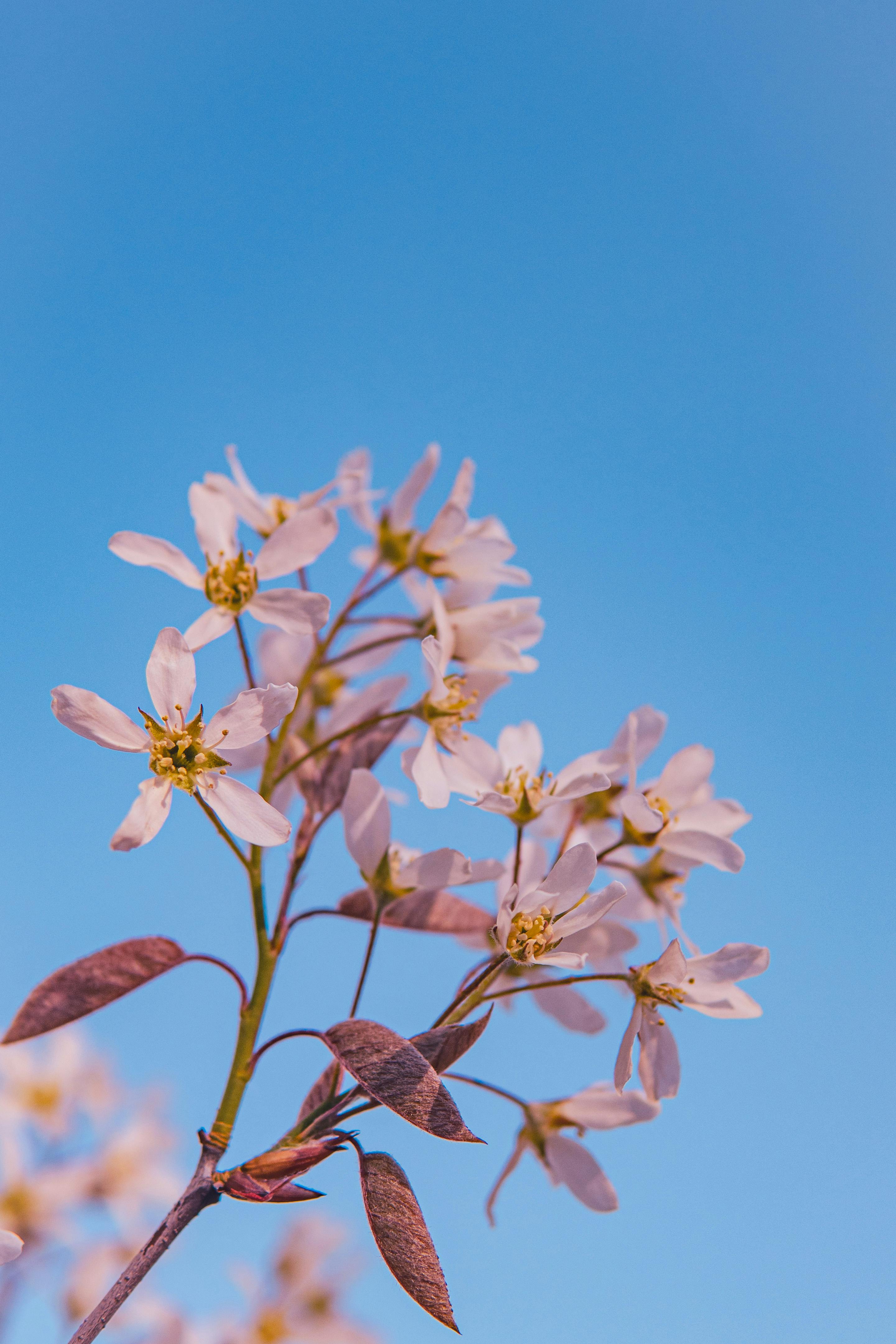 免費 嬌嫩的粉紅色花朵在湛藍清澈的天空映襯下盛開，令人感受到春天的清新。 圖庫相片