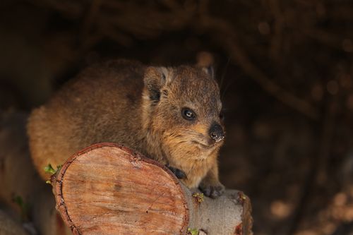Free A cute rock hyrax sits on a wooden log, basking in natural sunlight. Stock Photo
