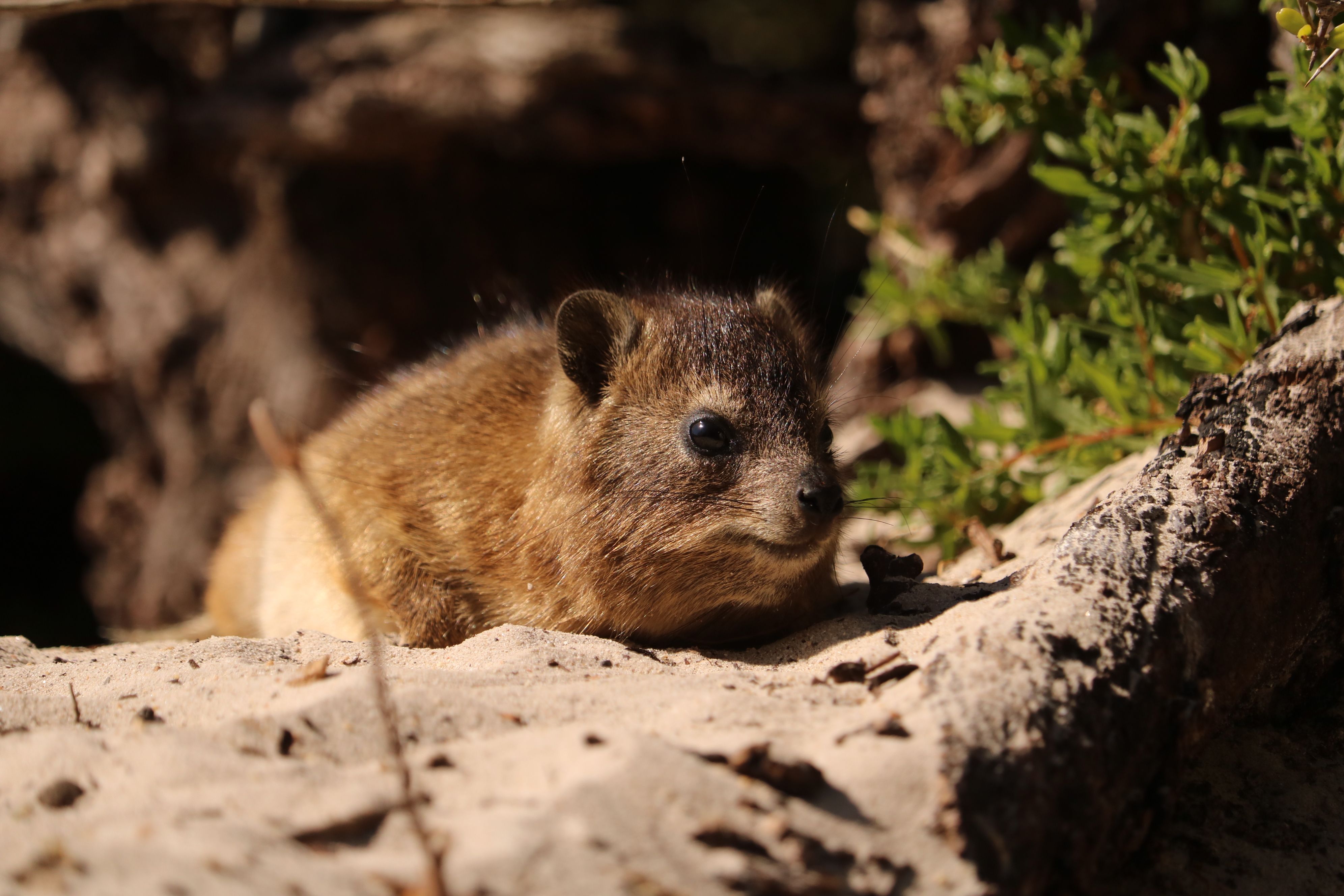 Close-up of a Rock Hyrax in Natural Habitat · Free Stock Photo