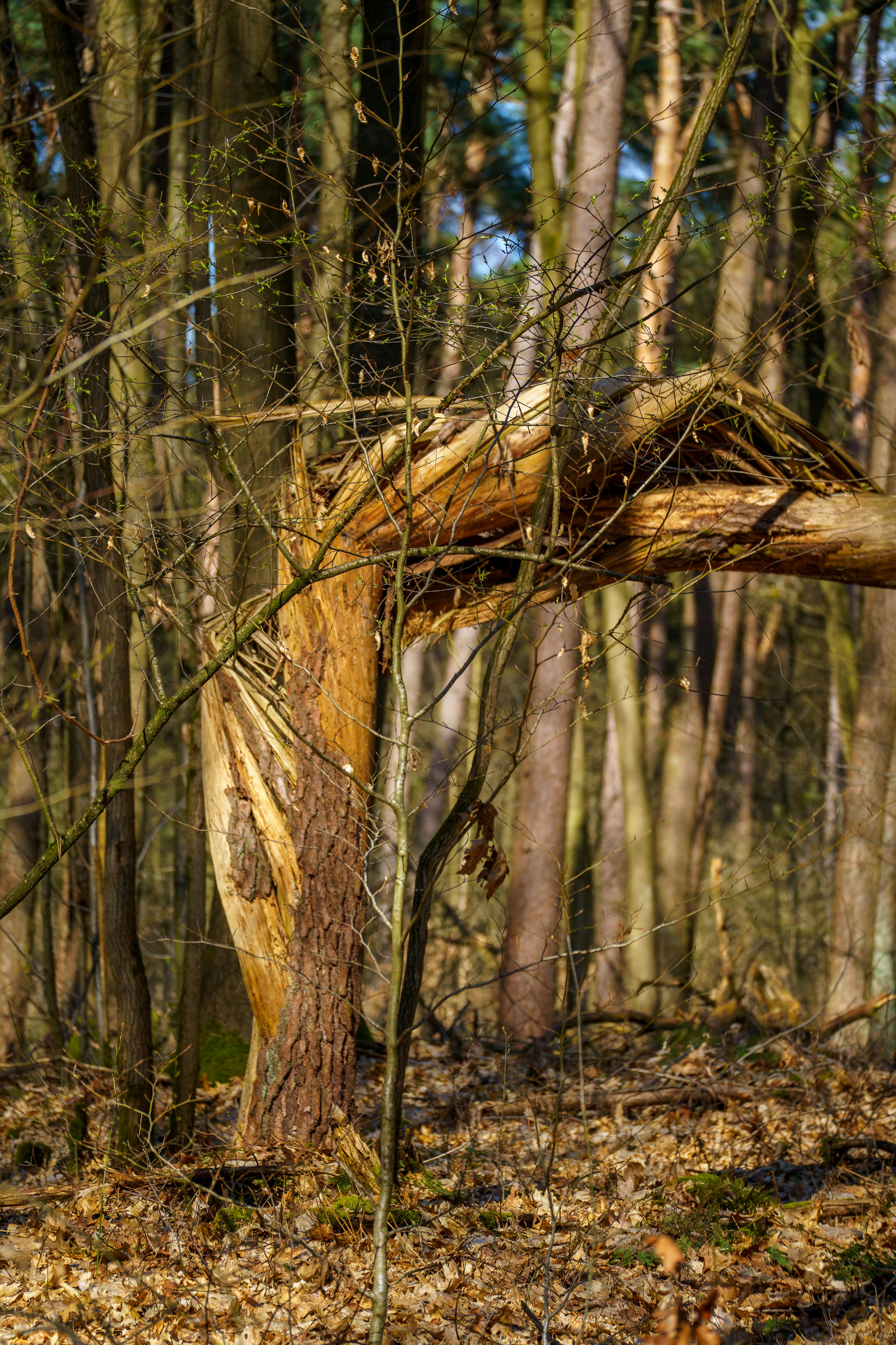 Gratis Et fængslende billede af et knækket træ i en belgisk skov, der fremviser naturens rå skønhed i efteråret. Lagerfoto
