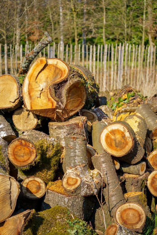 Free Pile of neatly stacked logs in a sunlit forest area, showcasing fresh cut textures. Stock Photo