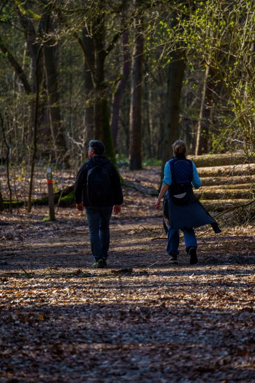 Free Two adults walking on a forest path in Grobbendonk, Belgium, surrounded by spring foliage. Stock Photo