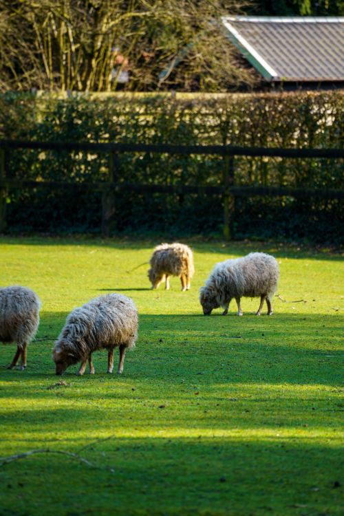 Free Four sheep grazing in a sunlit pasture in Grobbendonk, Belgium, surrounded by greenery. Stock Photo