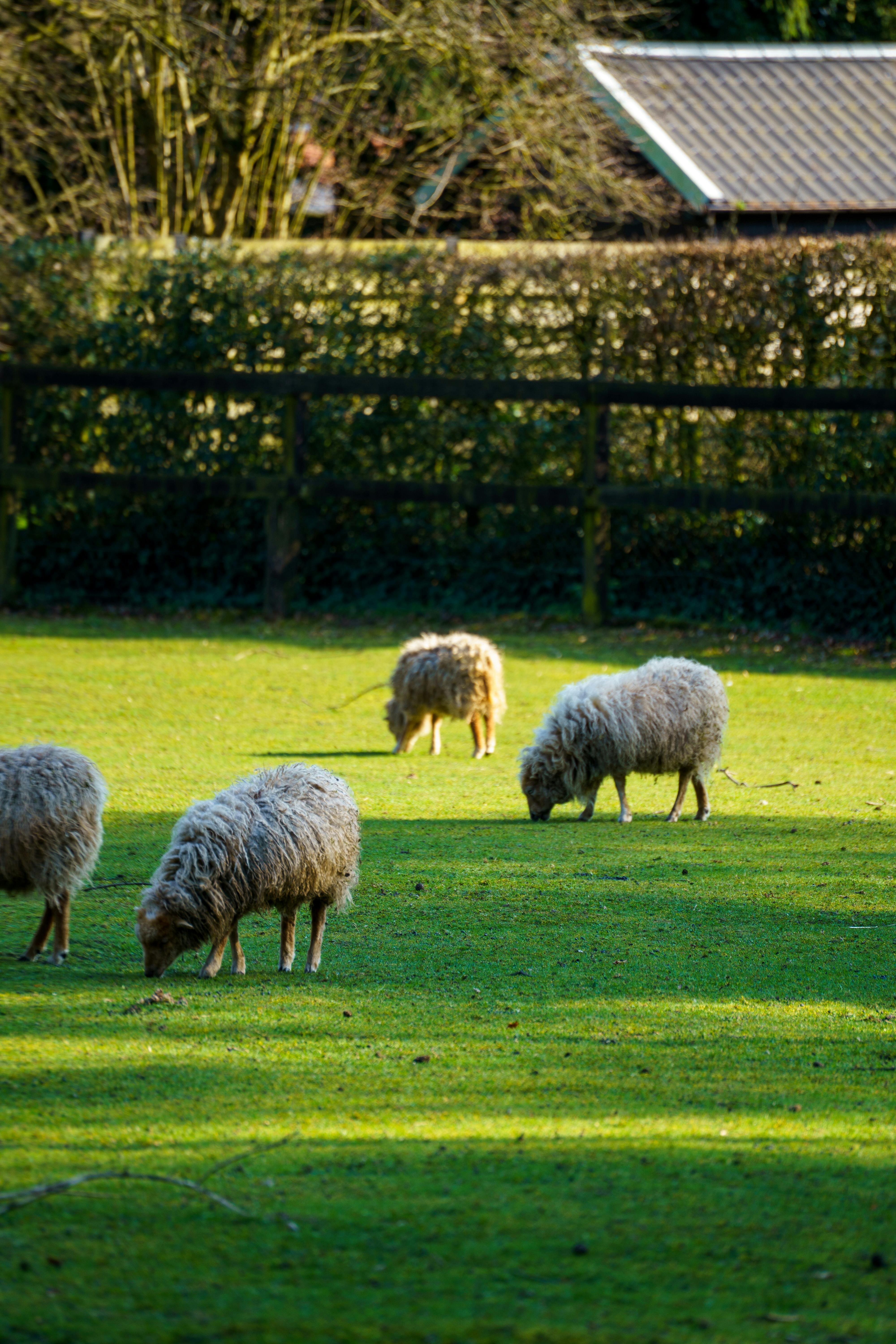 Kostenlos Vier Schafe grasen auf einer sonnenbeschienenen Weide in Grobbendonk, Belgien, umgeben von Grün. Stock-Foto