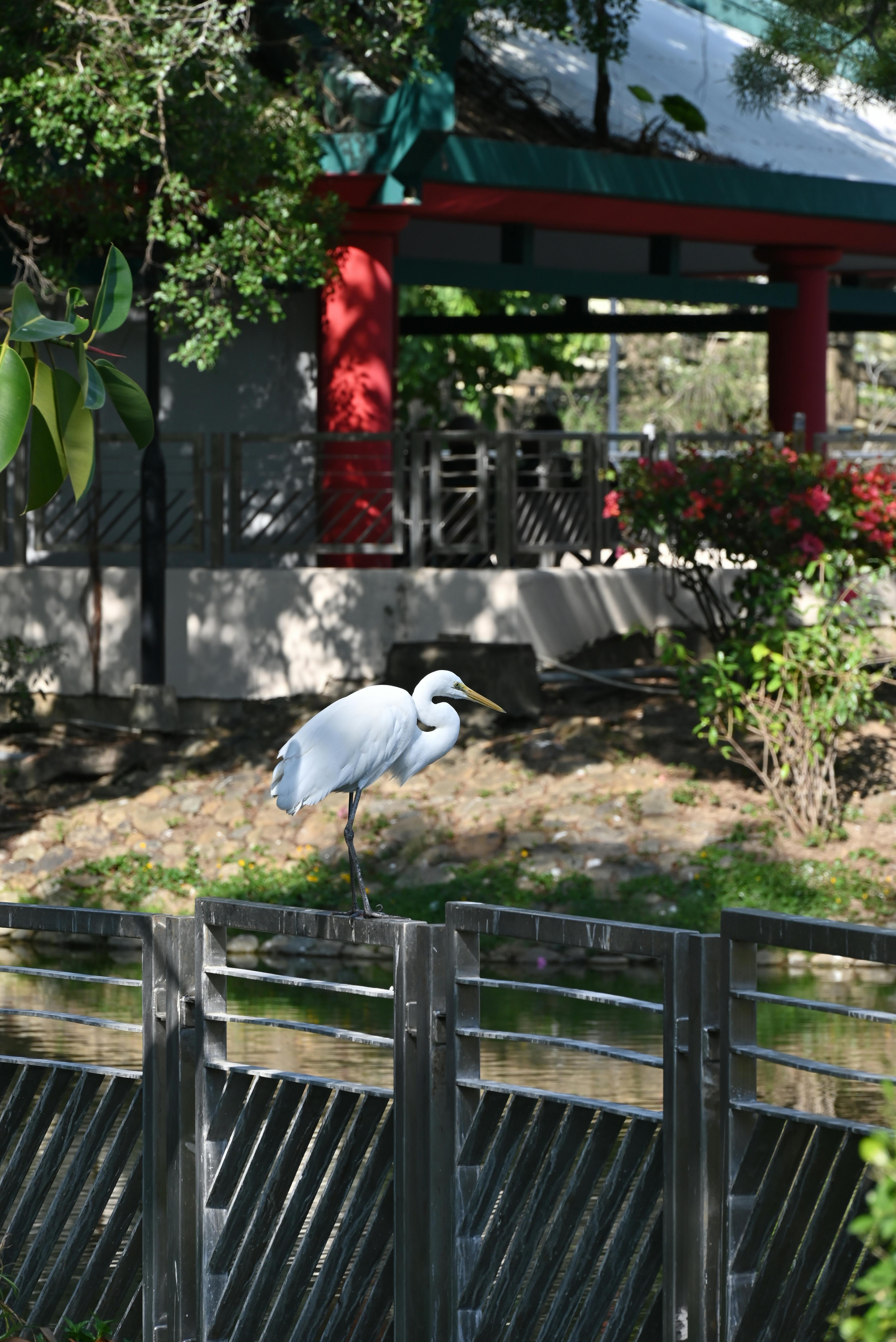 Kostnadsfria En stor hägret står graciöst nära asiatisk arkitektur och blandar natur med kulturell elegans. Stock foto