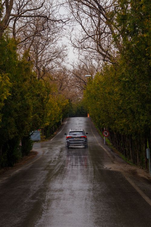 Free A solitary car driving on a wet road lined with trees, creating a serene and moody atmosphere. Stock Photo