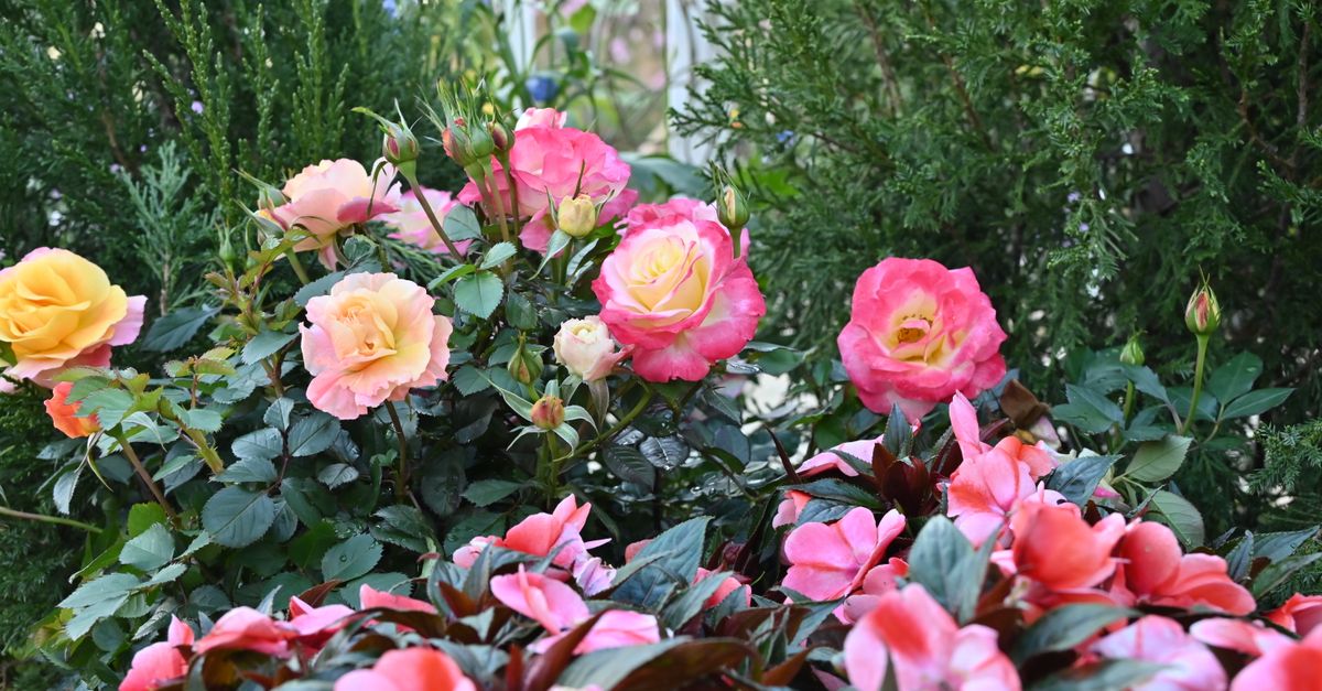 Cómo diseñar un jardín polivalente que florezca en cada estación