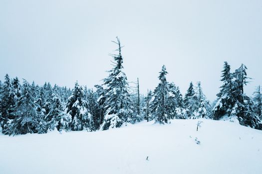 Peaceful winter forest covered in fresh snow, capturing the serene beauty of nature.