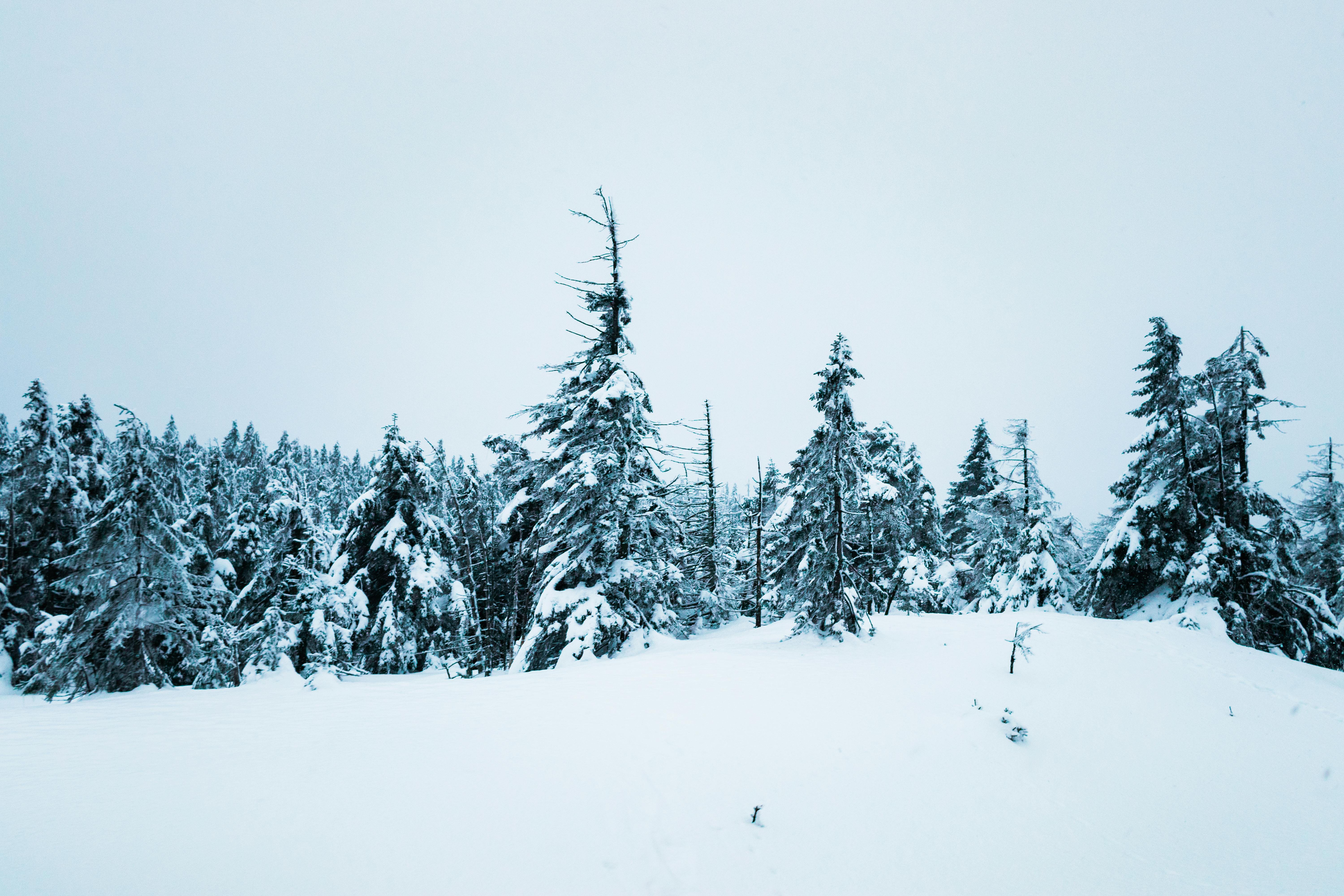 Gratis Fredelig vinterskog dekket av nysnø, som fanger naturens fredfulle skjønnhet. Arkivbilde