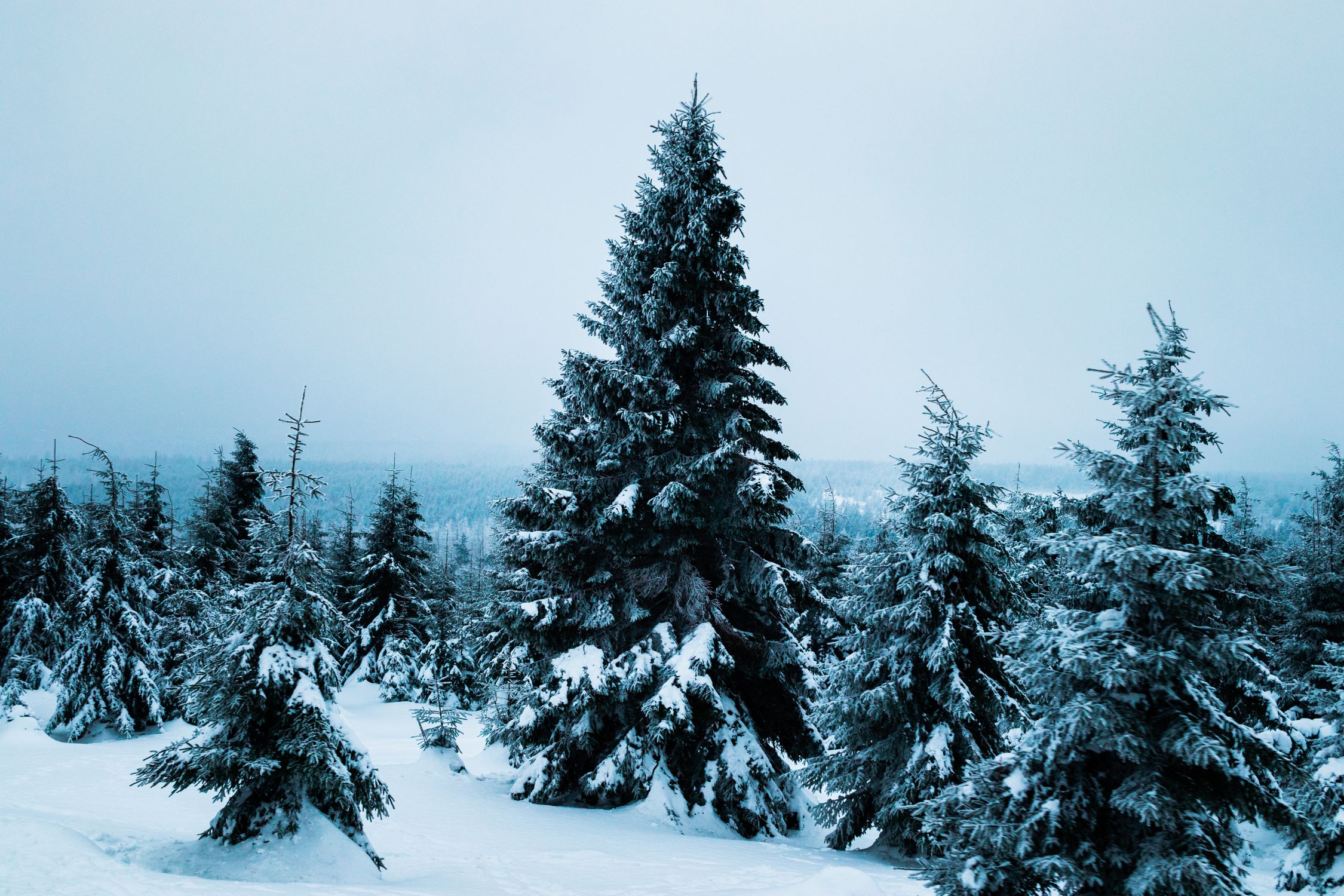 Serene Snowy Pine Forest in Winter · Free Stock Photo