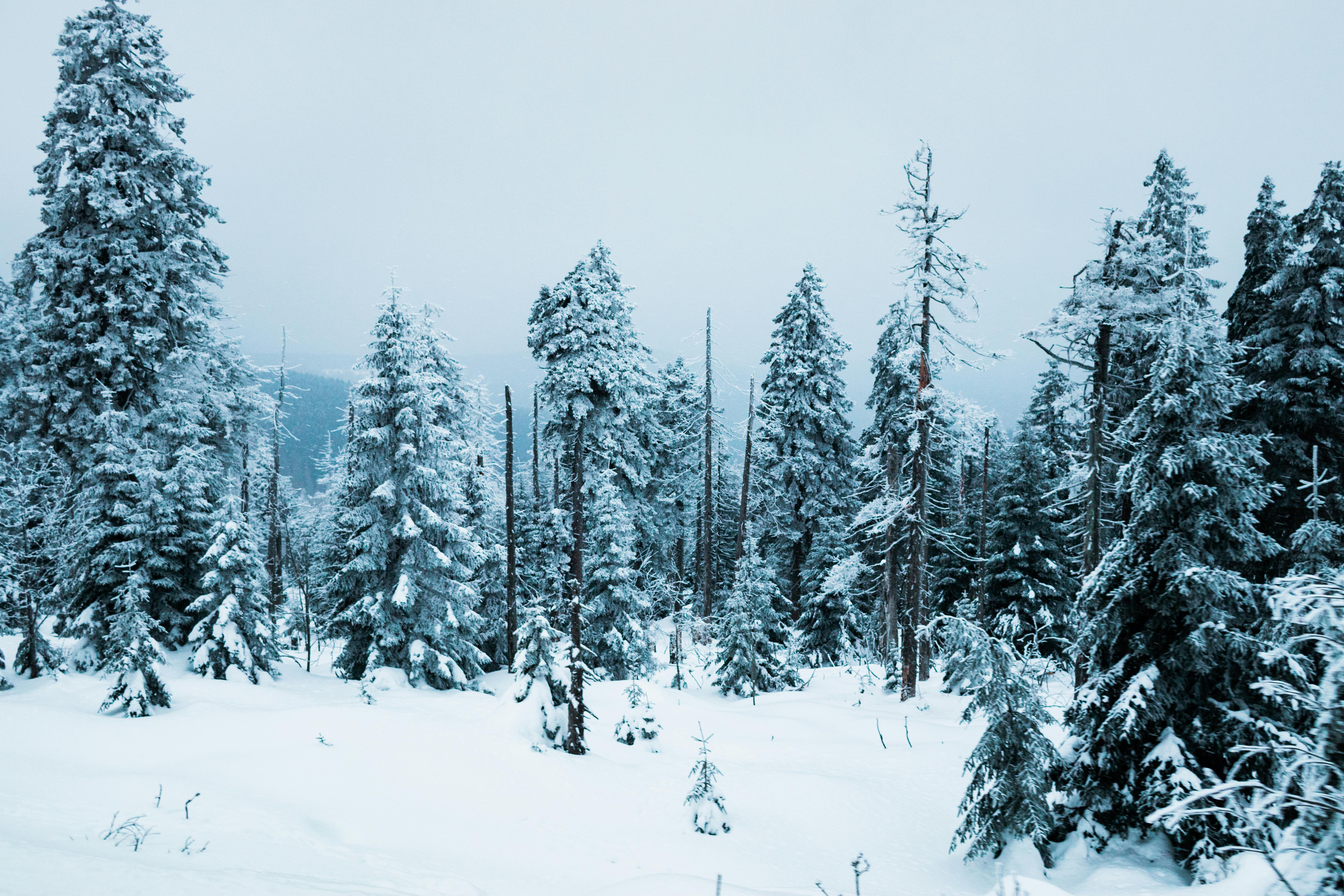 grátis Uma paisagem invernal serena com pinheiros cobertos de neve sob um céu nublado. Foto profissional