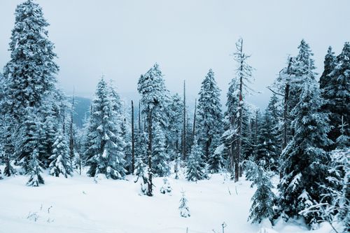 Free A serene winter landscape featuring snow-covered evergreen trees under an overcast sky. Stock Photo