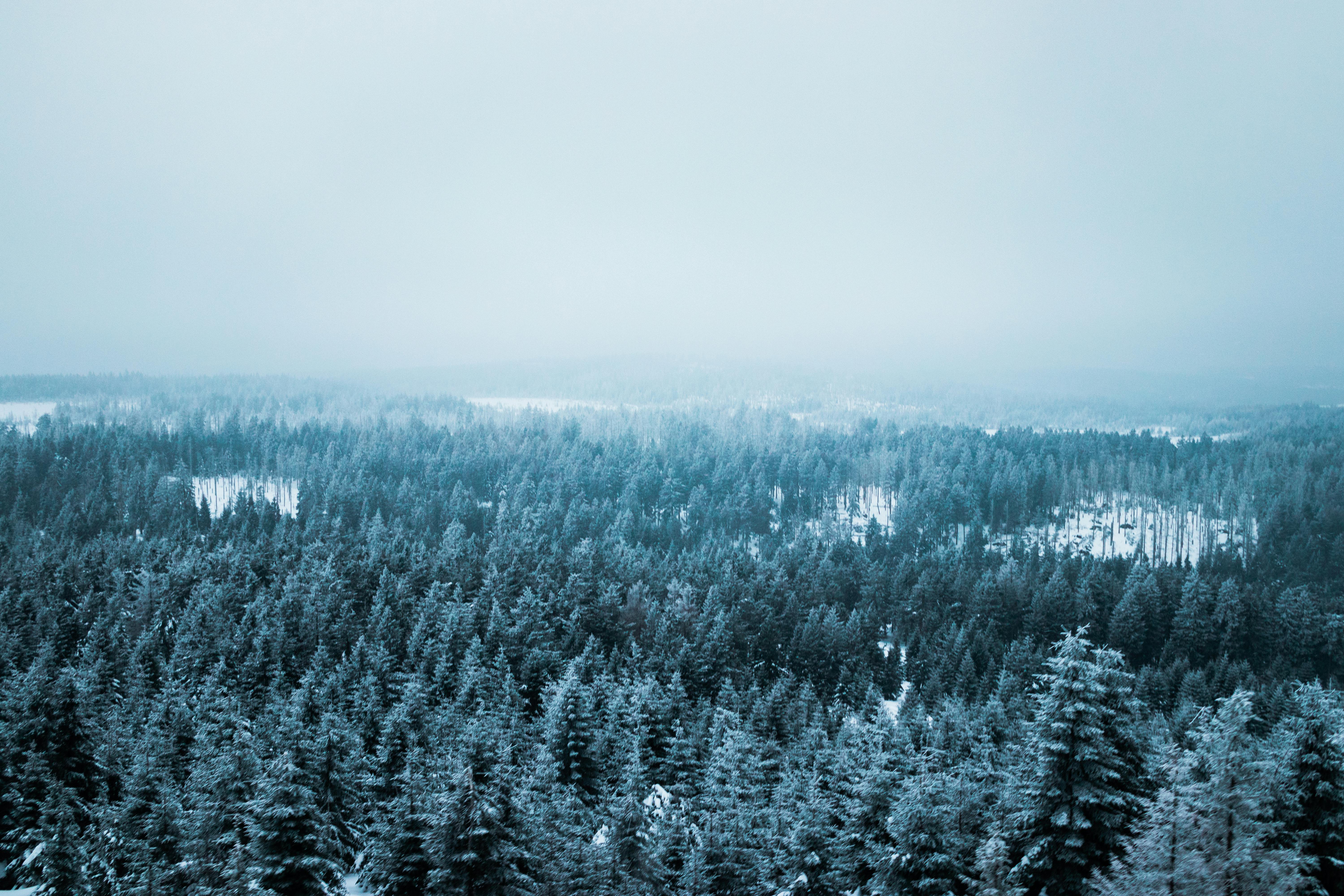 Gratis Vista aérea de un bosque invernal con árboles cubiertos de nieve bajo un cielo nublado. Foto de stock