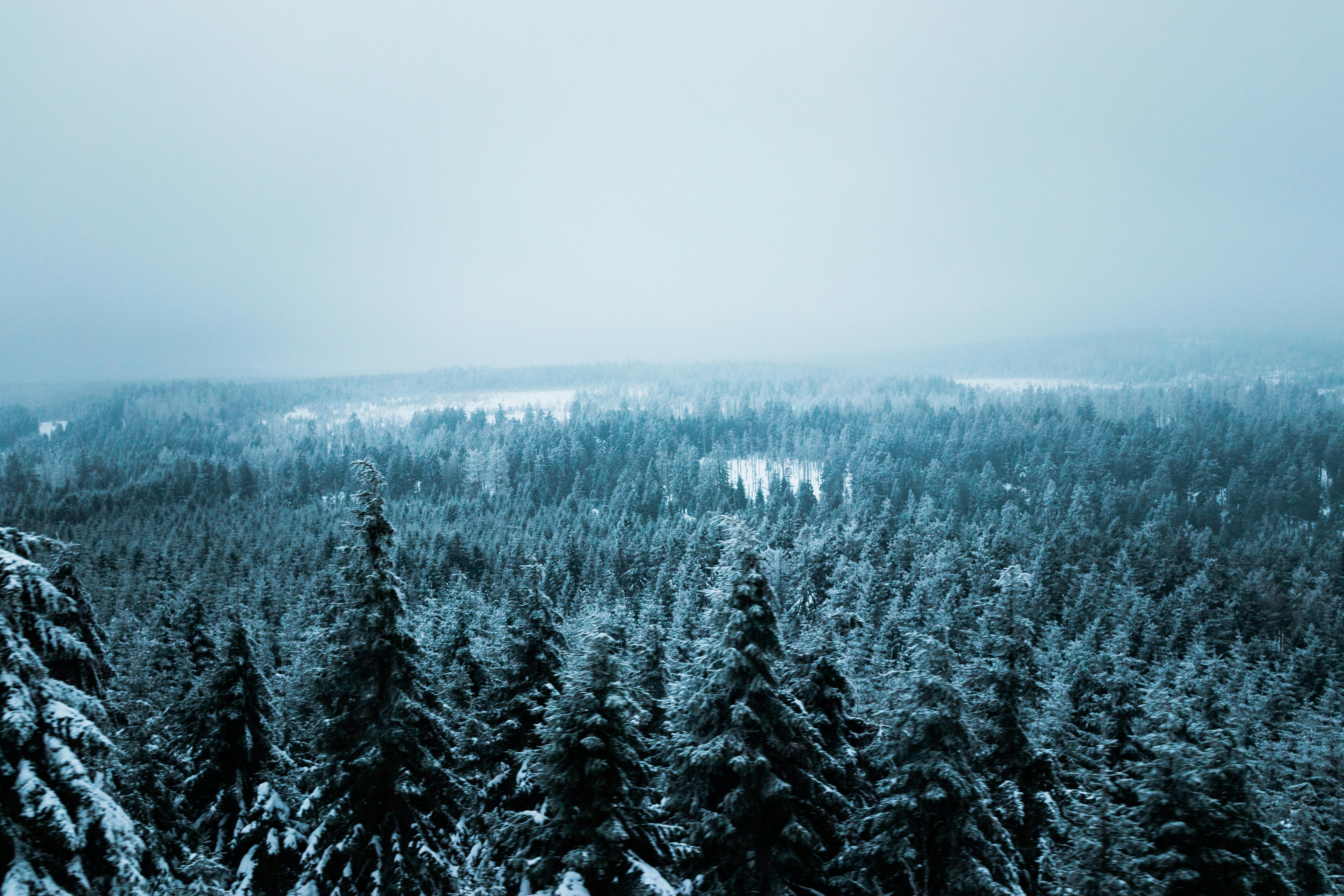 Free A serene view of a snowy pine forest stretching to the horizon under a cloudy winter sky. Stock Photo