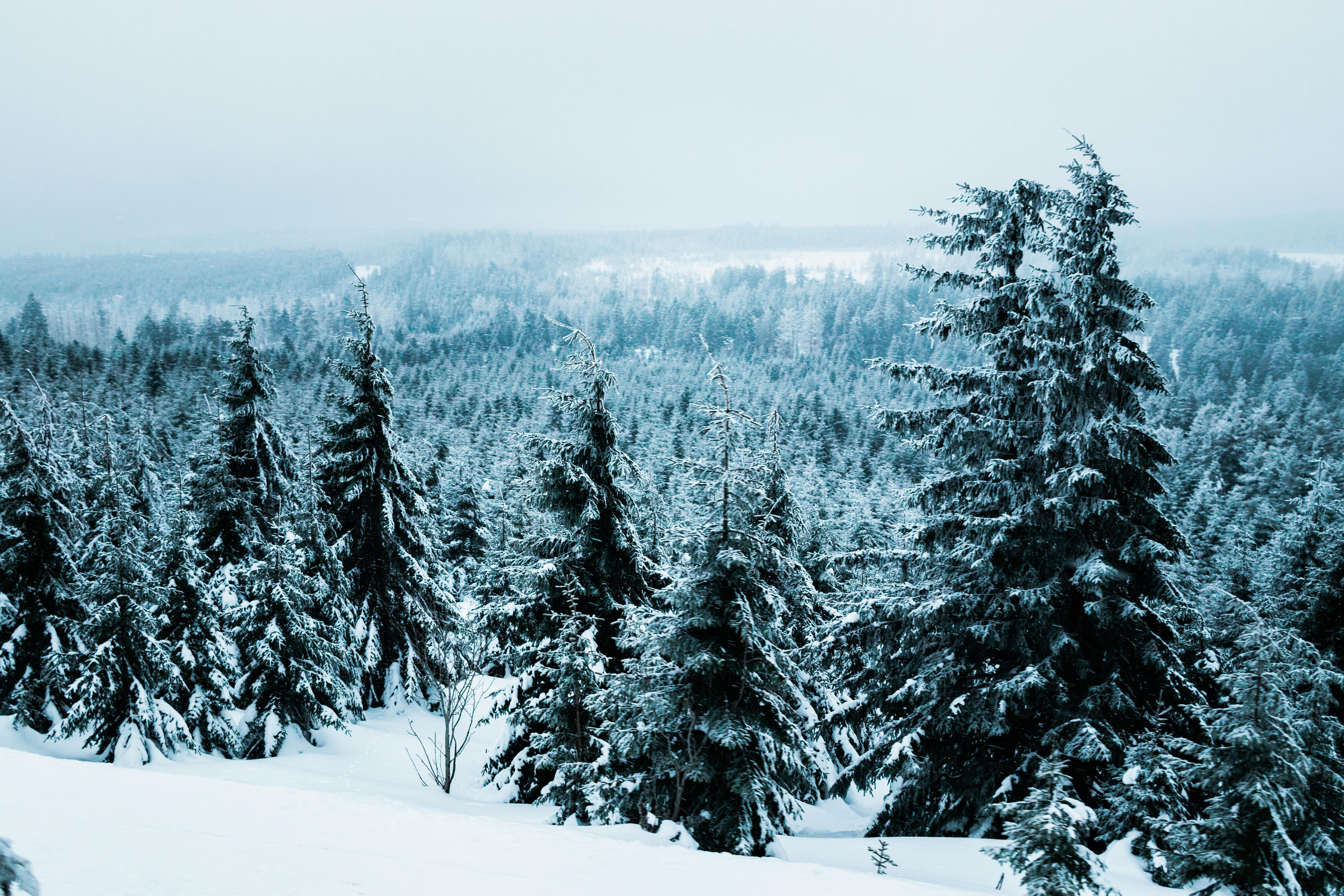 Kostnadsfria Ett lugnt vinterlandskap med snötäckta vintergröna träd i en tät skog under en molnig himmel. Stock foto