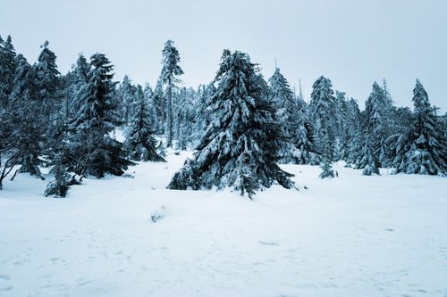 Free A serene snowy landscape with dense pine trees covered in fresh snow, capturing the essence of winter wonderland. Stock Photo