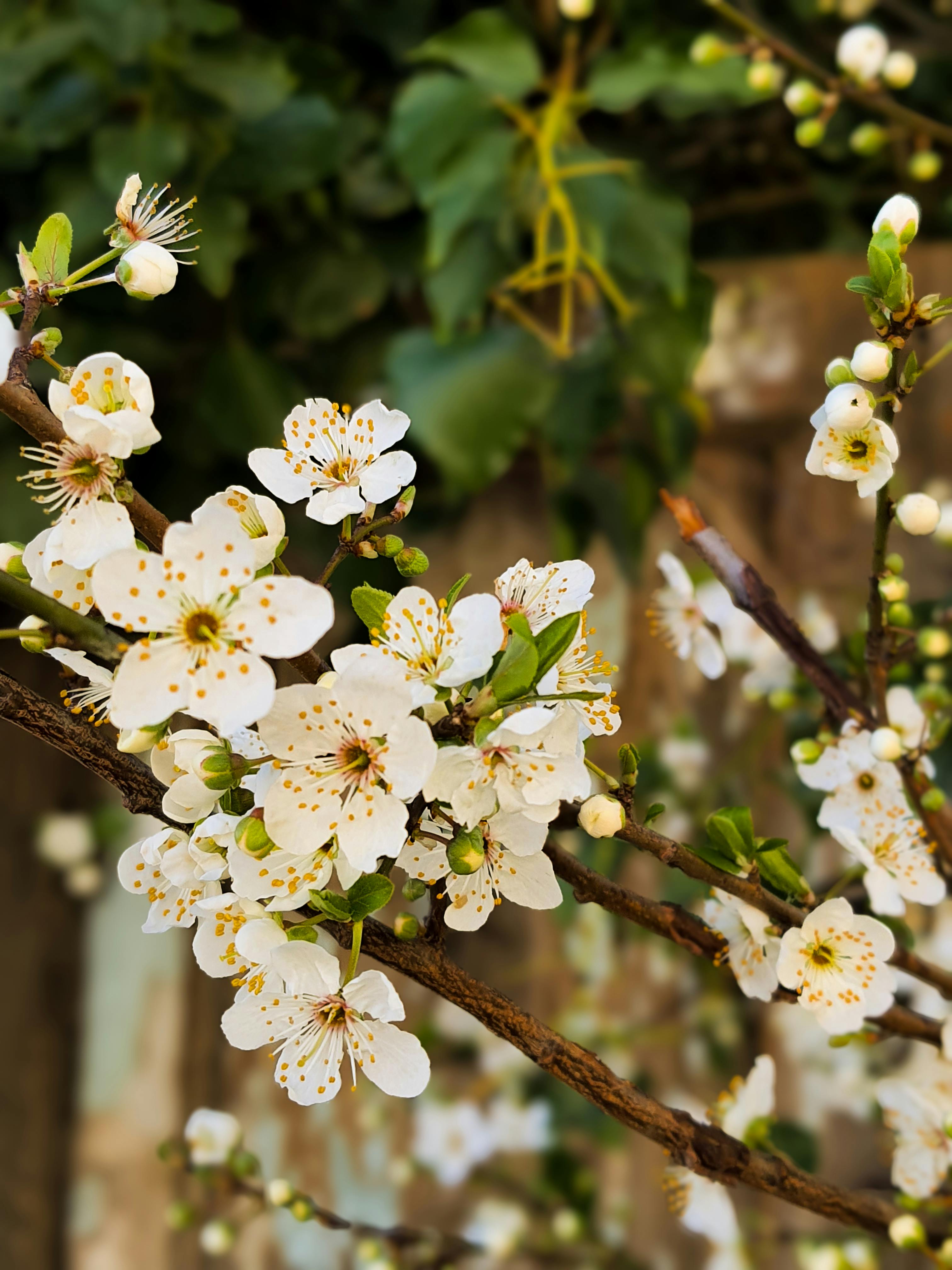bezplatná Krásný detailní záběr bílých květů třešní v plném květu, které signalizují příchod jara. Základová fotografie