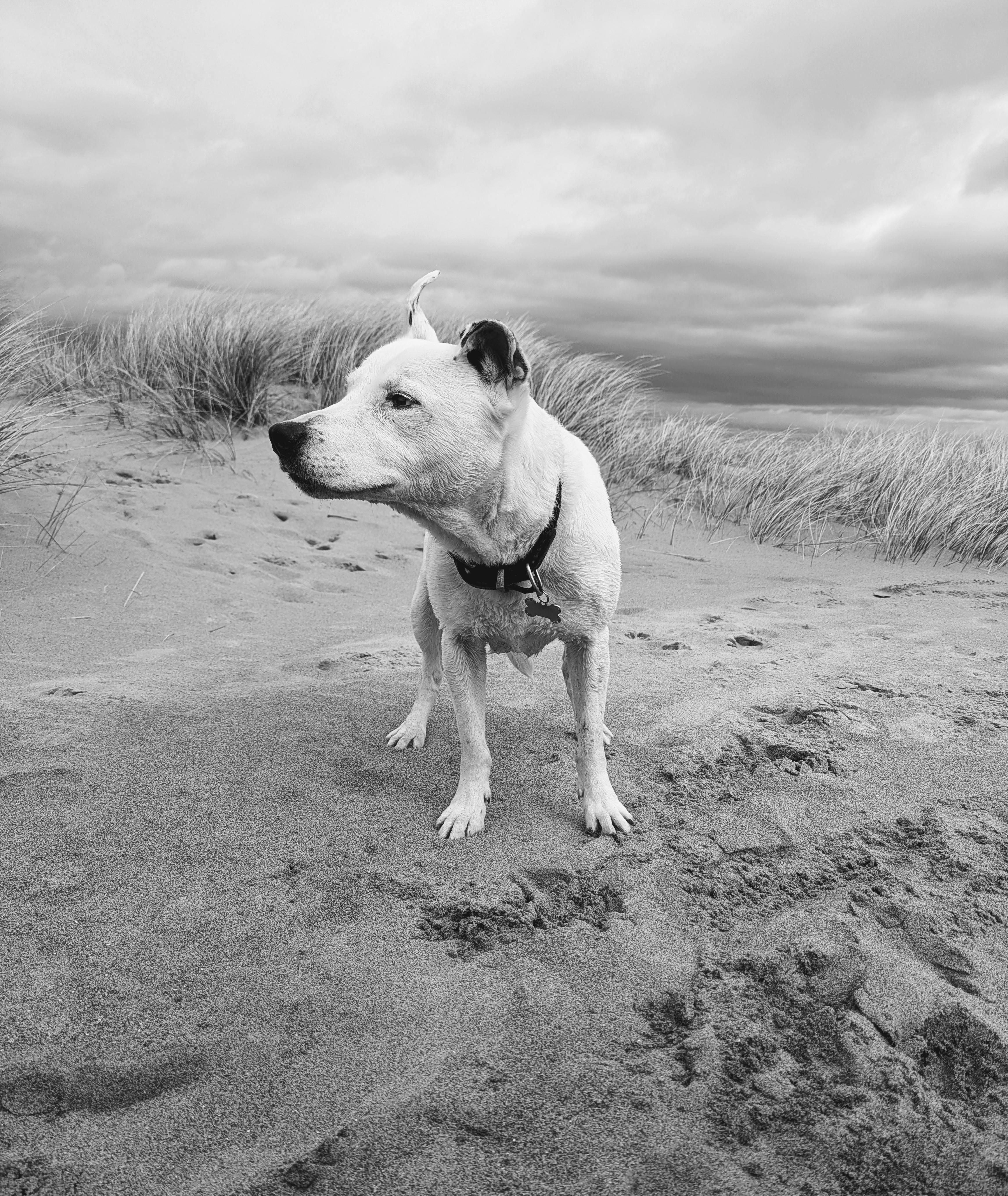 Kostnadsfria Svartvitt foto av en hund på en sandstrand med högt gräs och molnig himmel. Stock foto