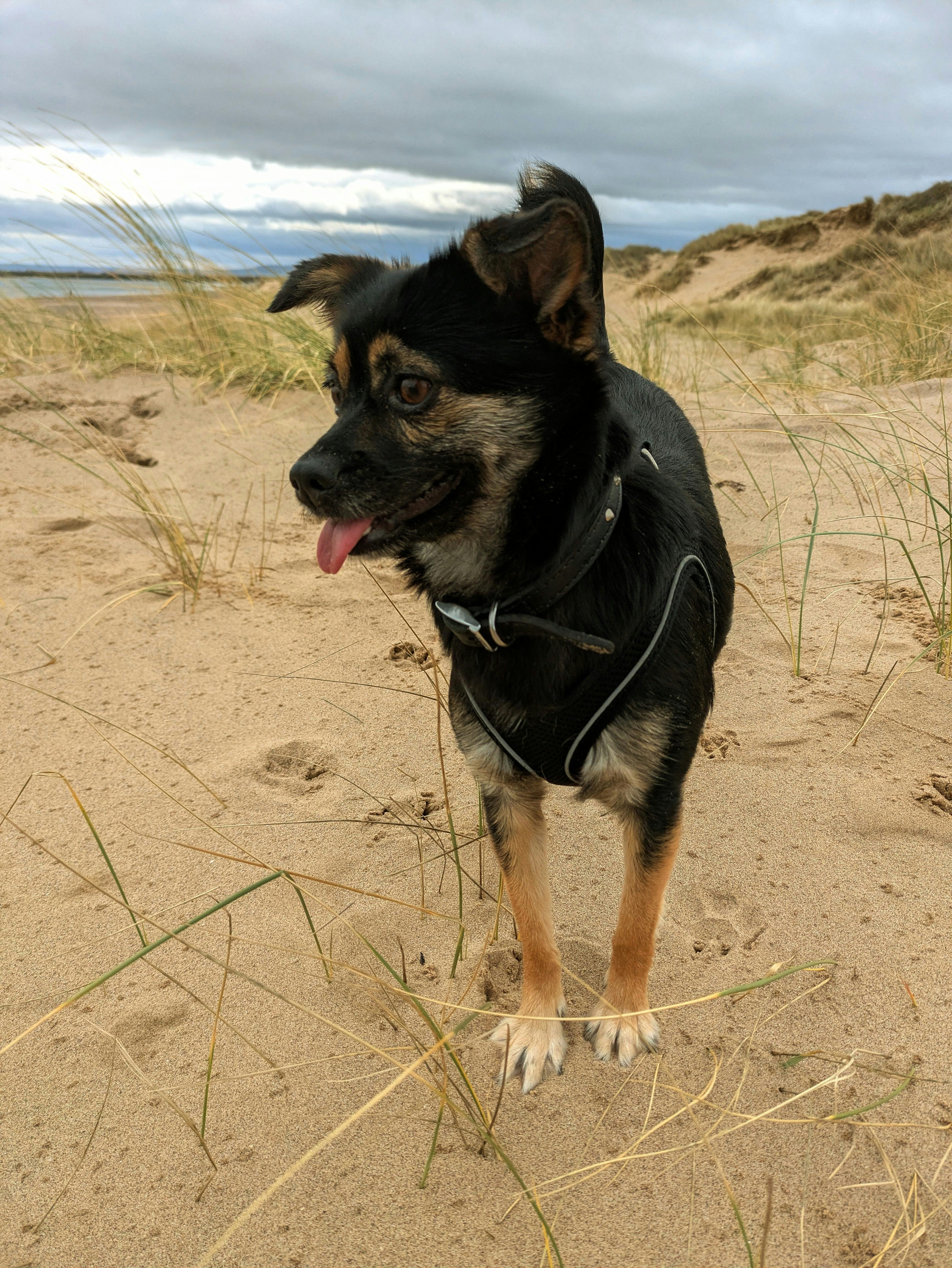 grátis Cachorro preto e marrom em pé na praia de areia perto de dunas gramadas sob um céu nublado. Foto profissional