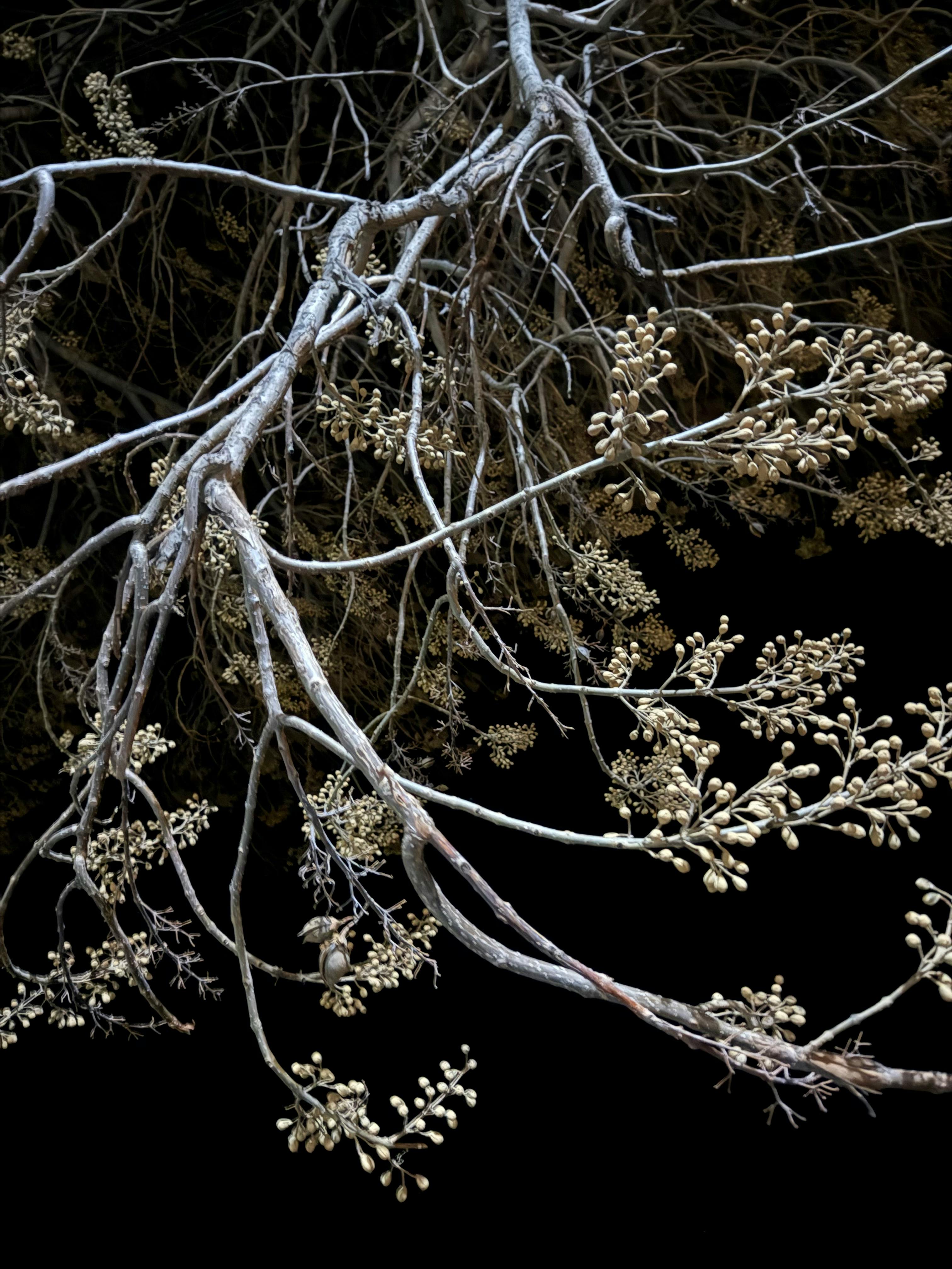 gratis Gedetailleerde takken met knoppen die afsteken tegen een donkere nachtelijke hemel. Stockfoto