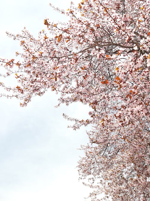 Foto De Flores De Cerezo