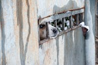 Dog Peering Through Rusty Metal Fence in Tbilisi