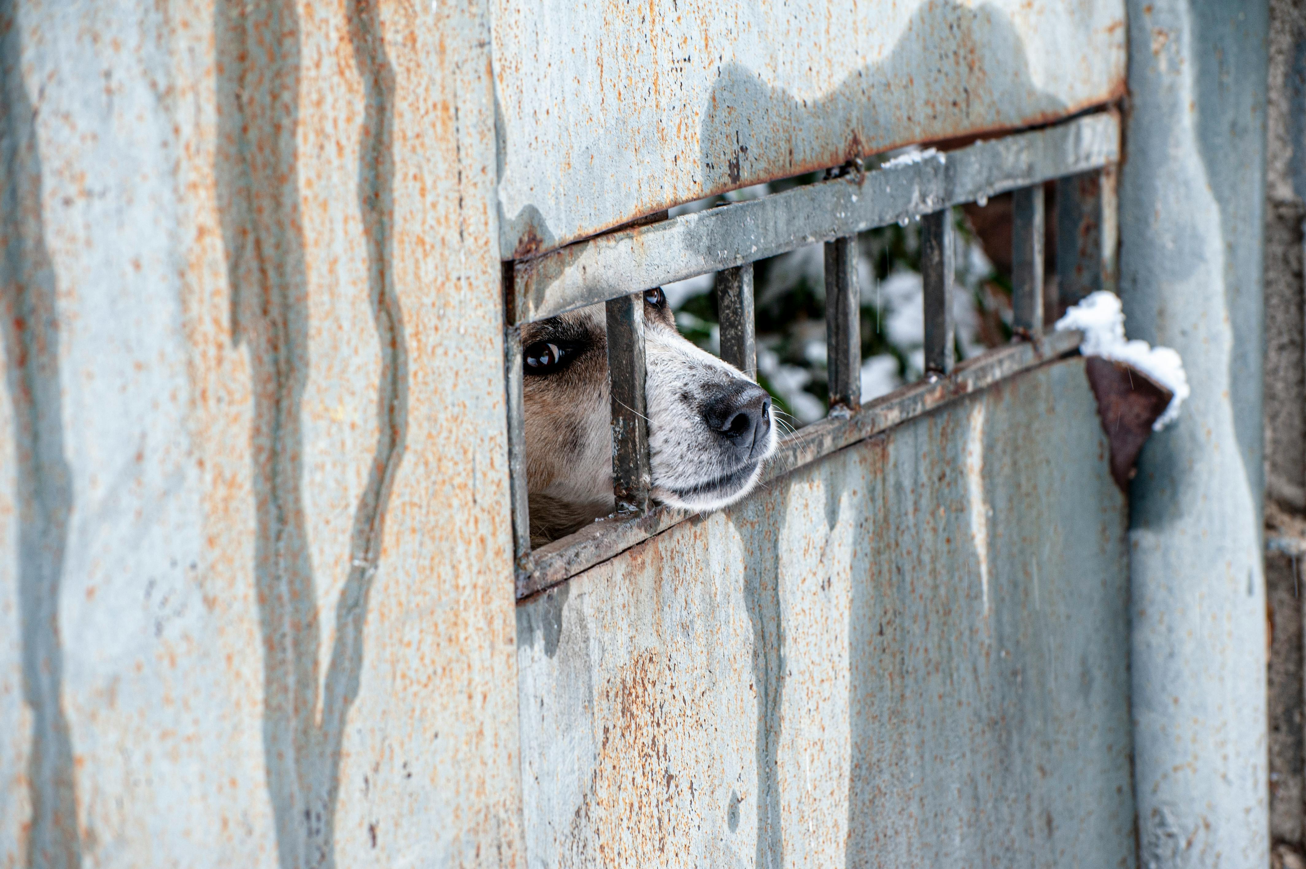 bezplatná Detailní záběr psí tváře vykukující skrz rezavý kovový plot v Tbilisi v Gruzii v zimě. Základová fotografie