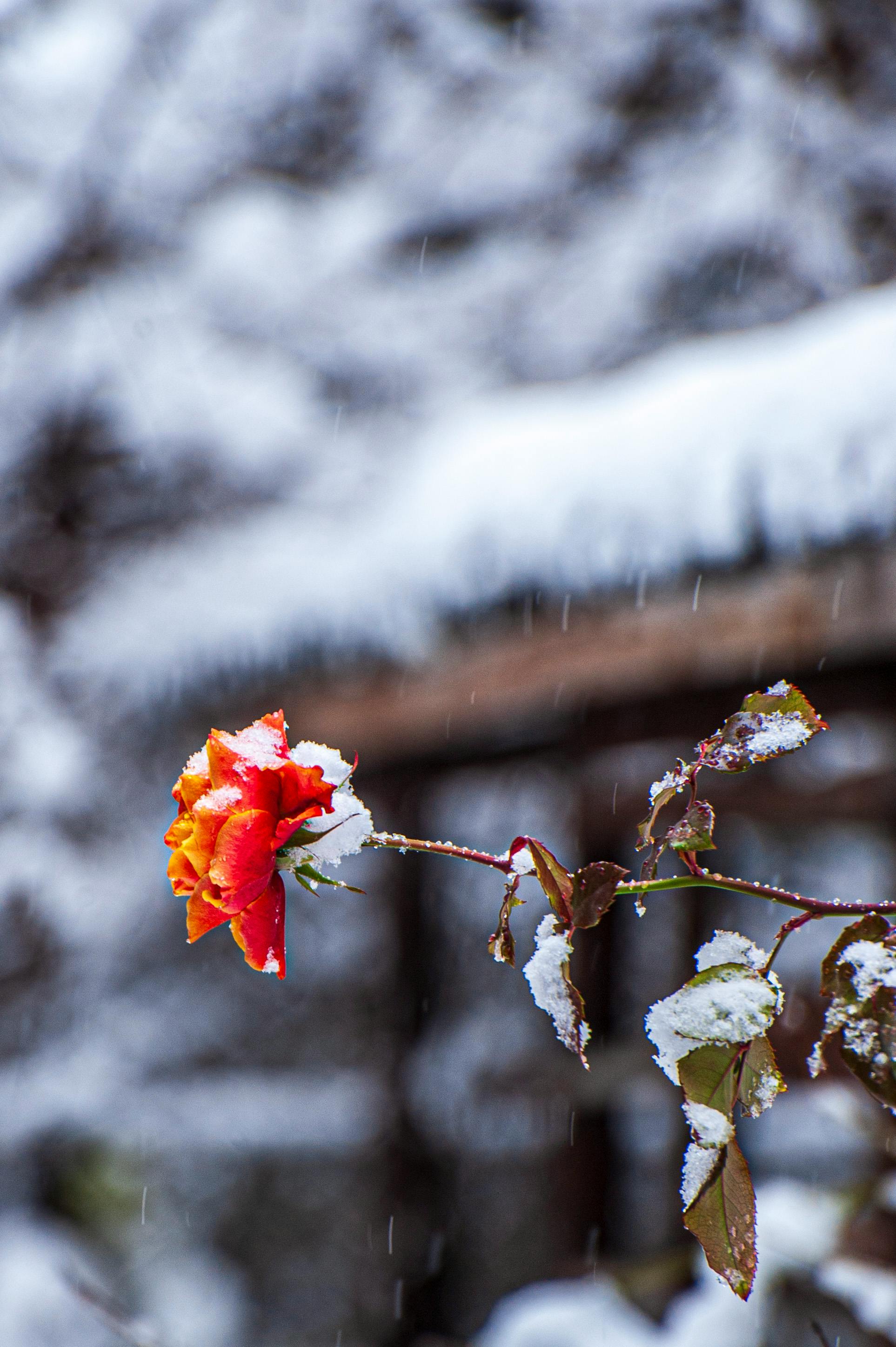 Free A vibrant red rose dusted with snow against a snowy background in Tbilisi, Georgia, capturing winter's contrast. Stock Photo