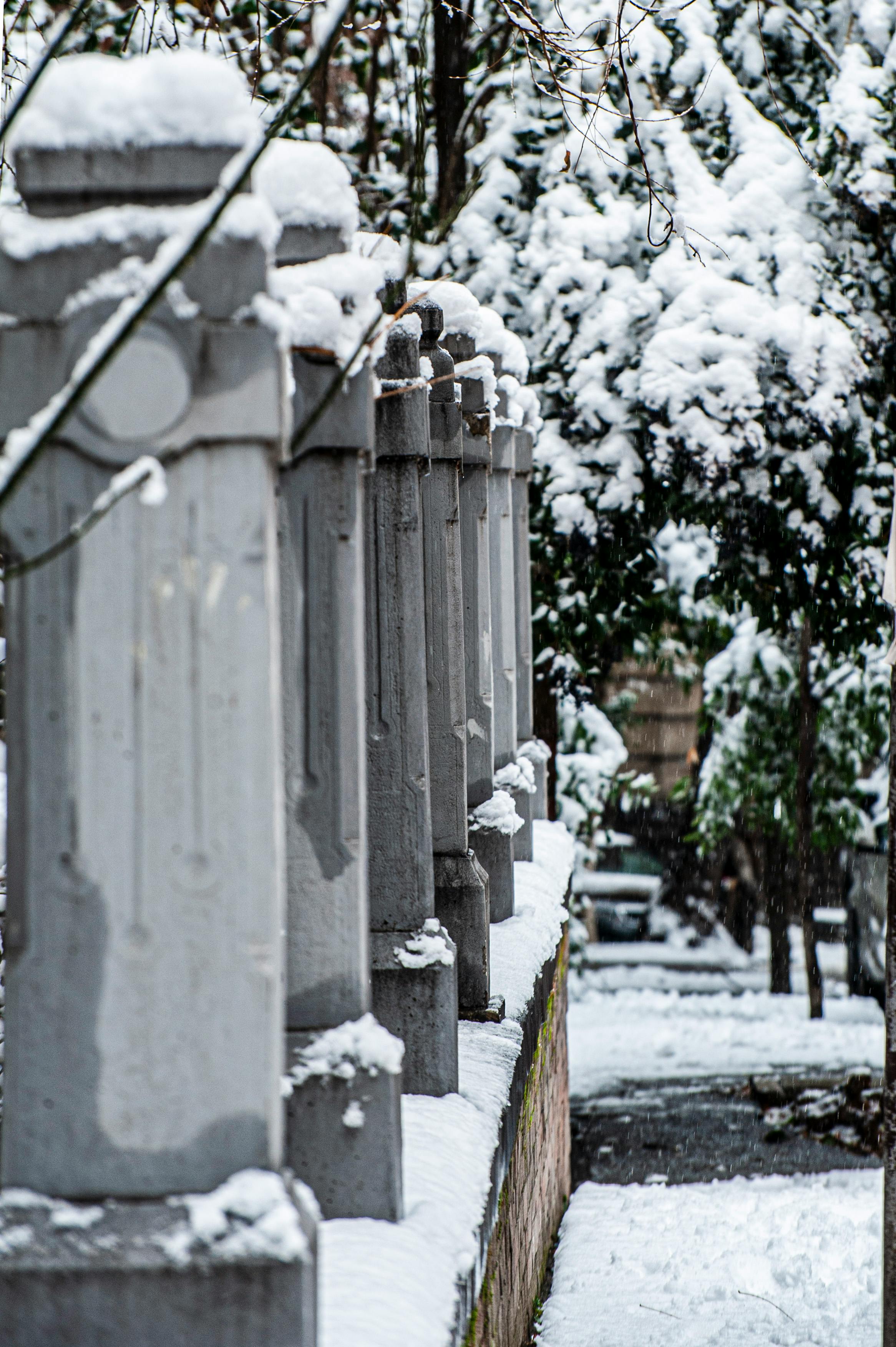 Gratis Smukke snedækkede søjler og træer i Tbilisi, der indfanger et fredfyldt vinterscene. Lagerfoto