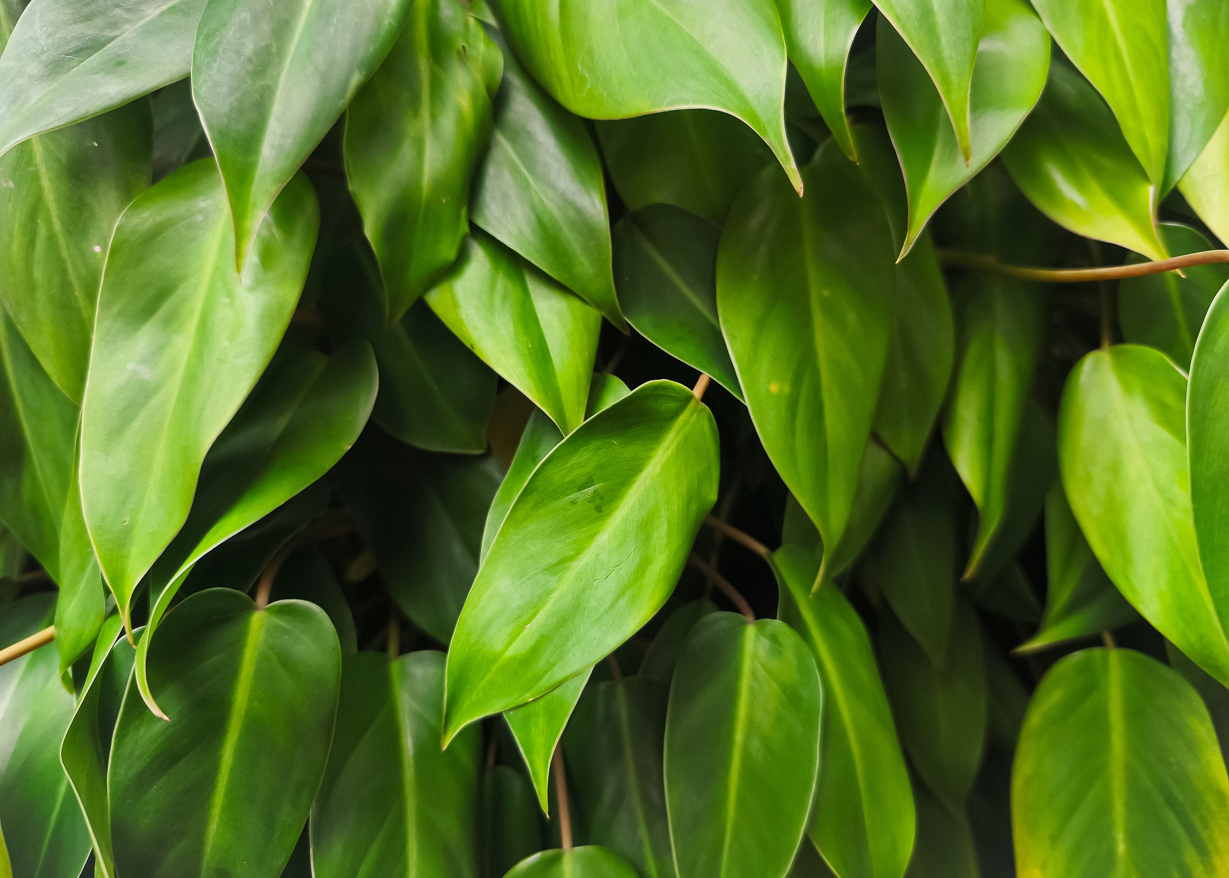 Philodendron