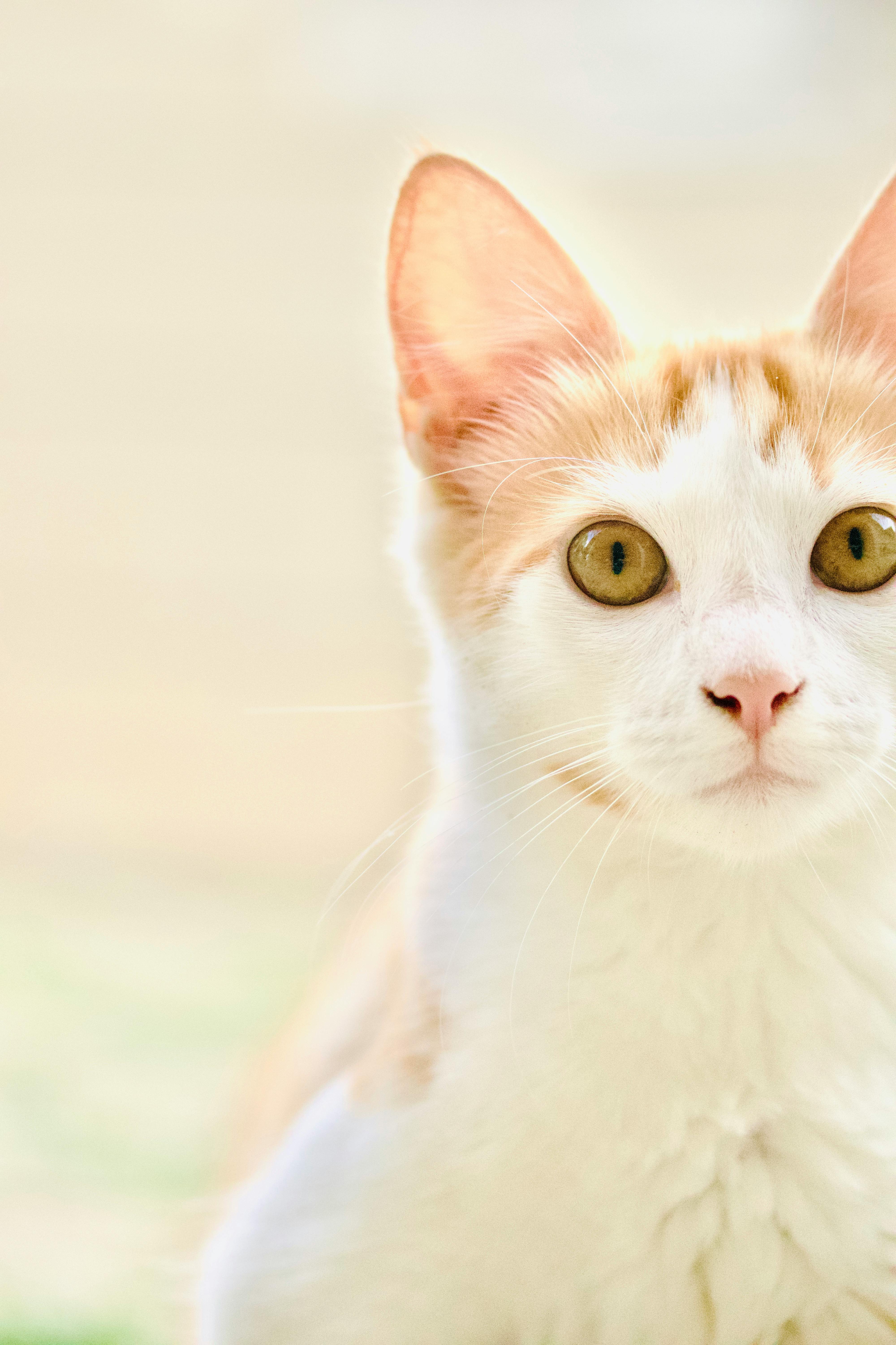 ฟรี คลังภาพถ่ายฟรี ของ กล้องแคนนอน อีโอเอส 850ดี, การถ่ายภาพสัตว์เลี้ยง, ขน คลังภาพถ่าย