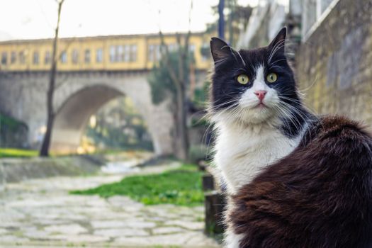 Unsinkable Sam Cat