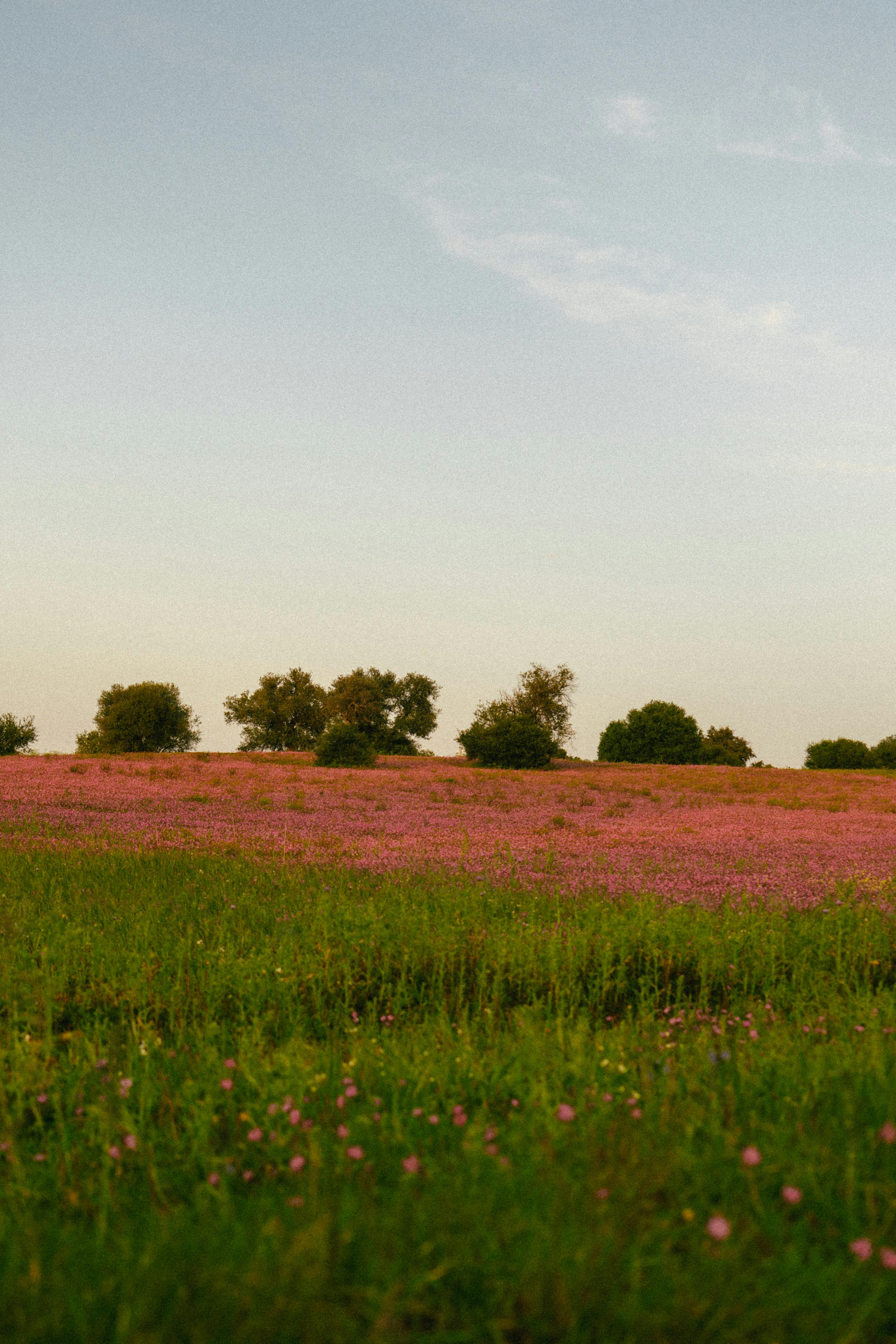 Gratis stockfoto met aardetinten, blikveld, bloeien Stockfoto