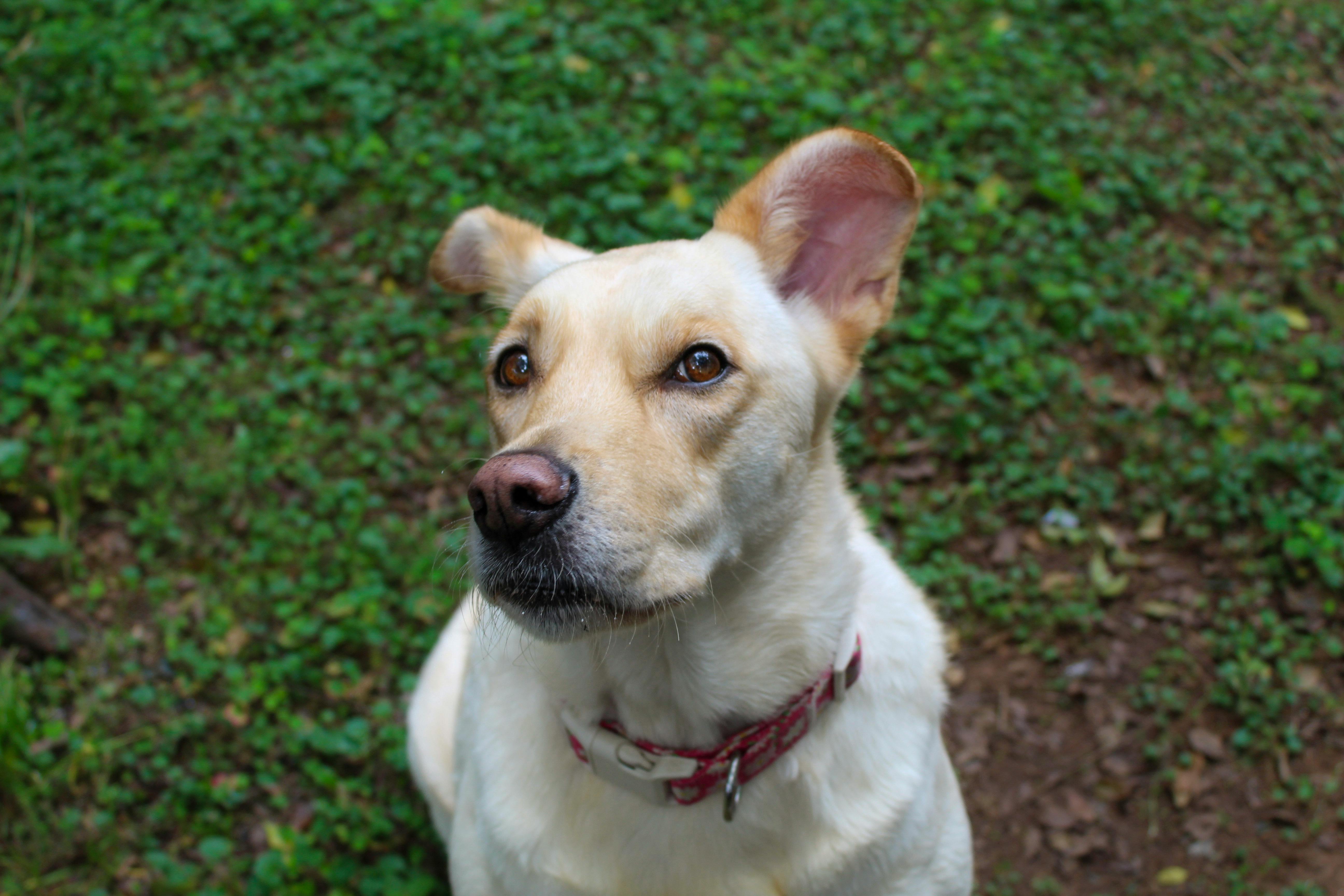 A Labrador Retriever dog wearing a red collar sitting attentively in a green backyard.
