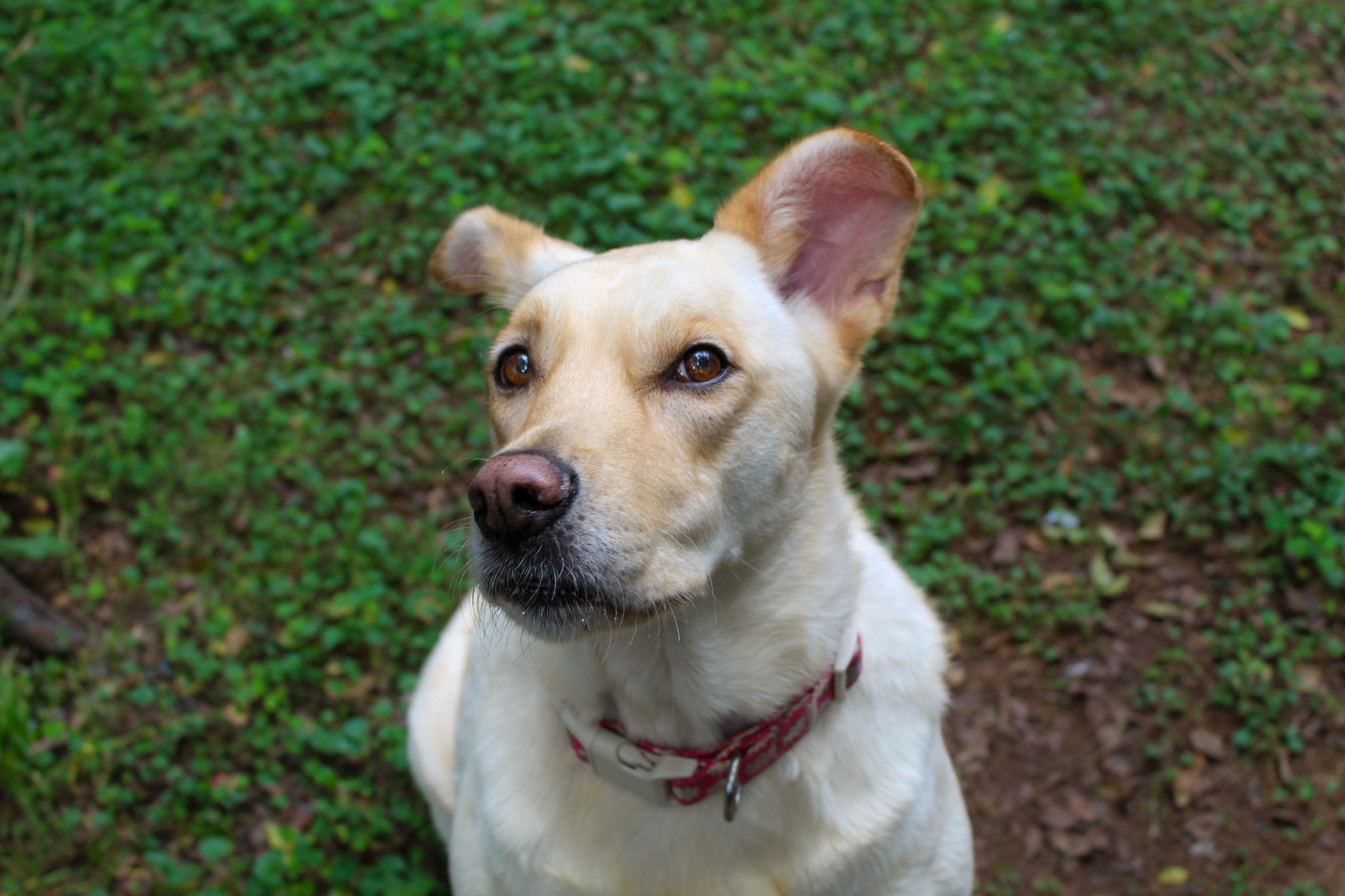 Labrador Retriever in Lush Green Backyard · Free Stock Photo