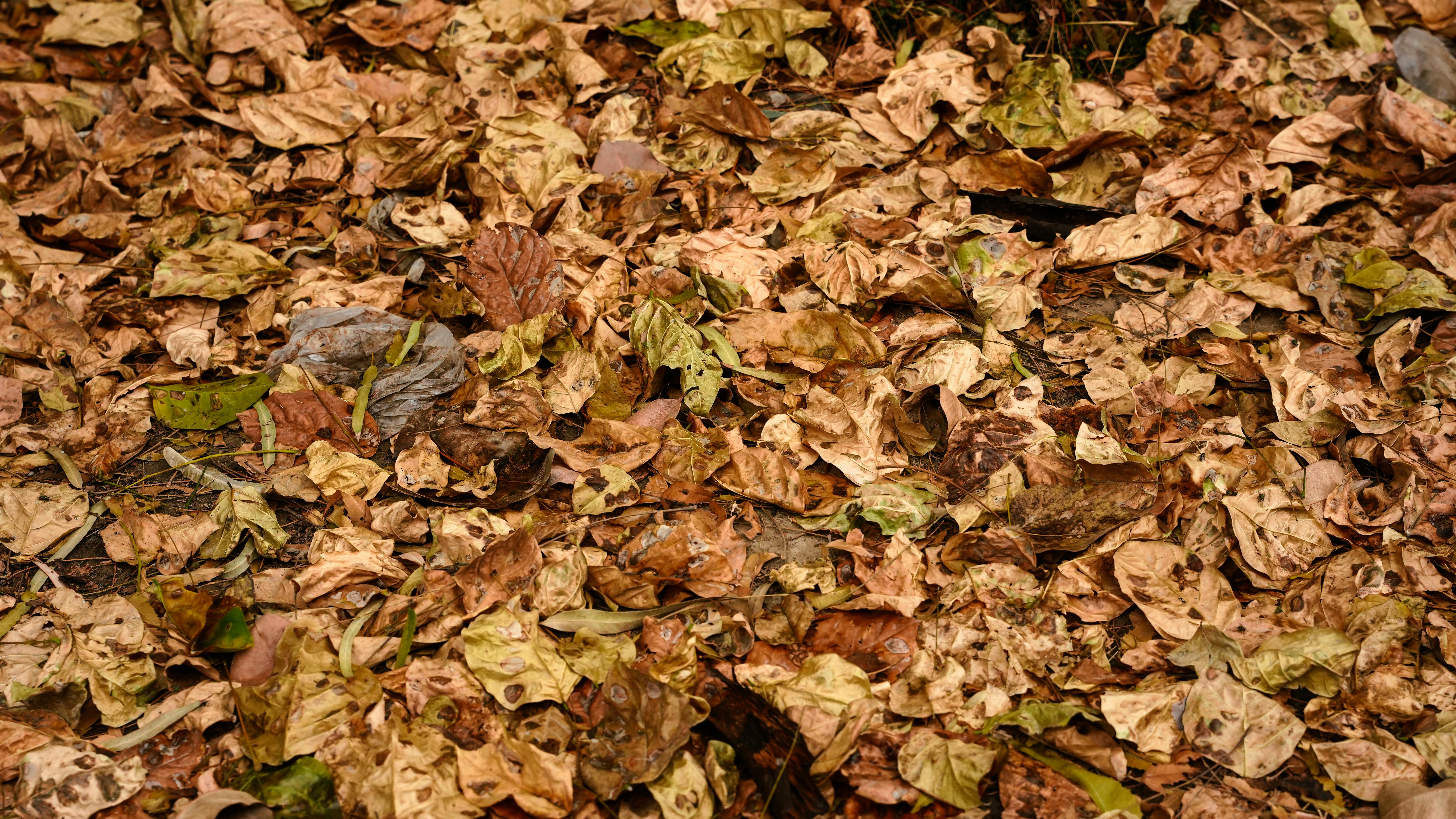 bezplatná Detailní záběr spadaného podzimního listí, které vytváří texturovanou zem v Láhauru v Pákistánu. Základová fotografie