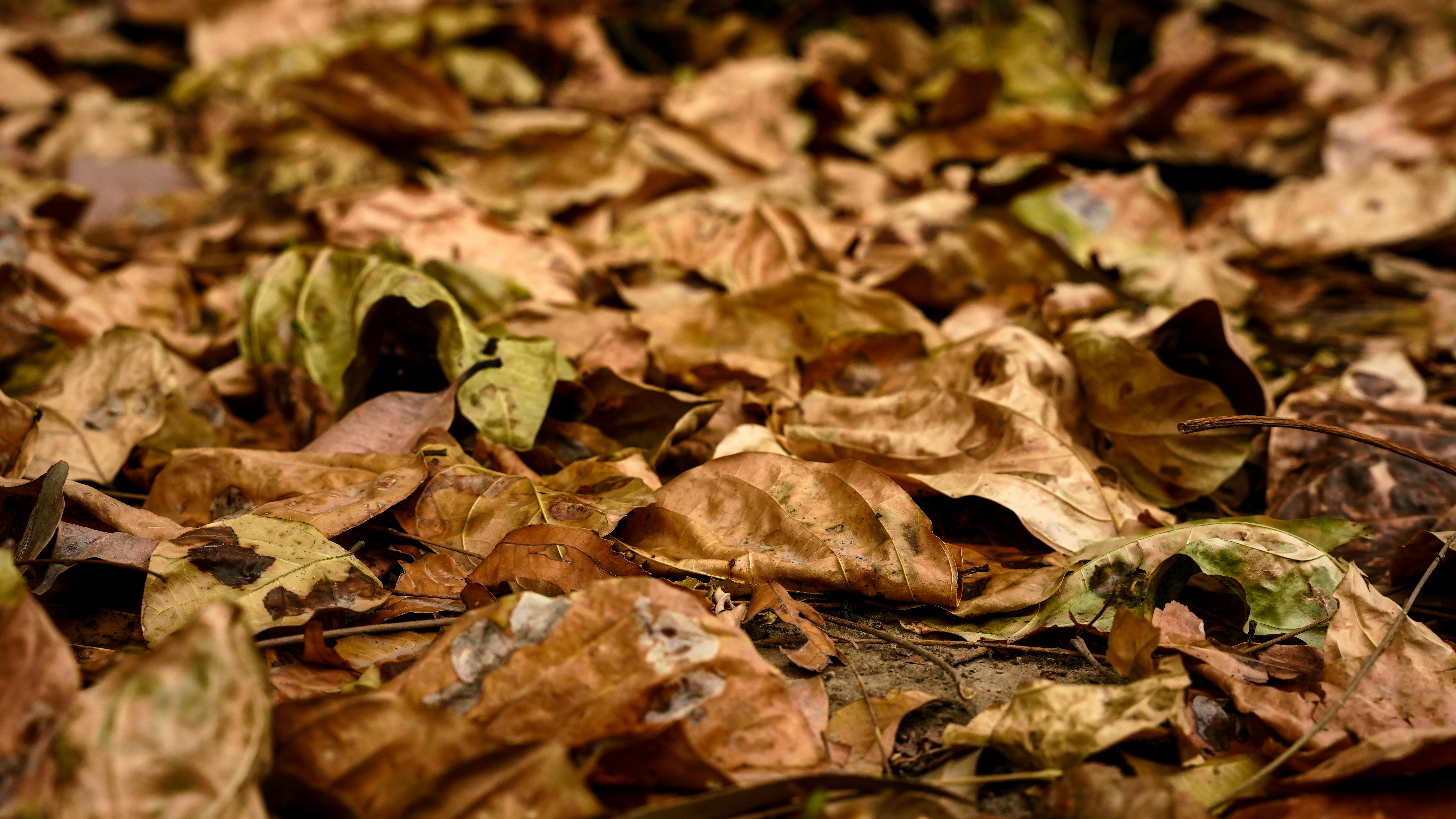 Miễn phí Ảnh lưu trữ miễn phí về 4k, bản chất trừu tượng, cận cảnh lá Ảnh lưu trữ