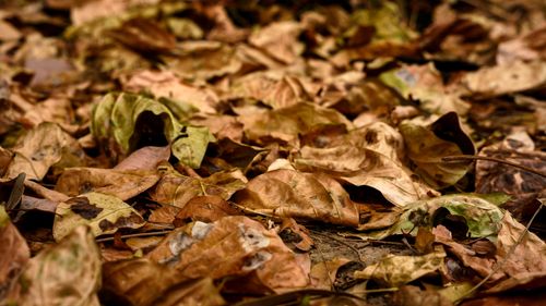 Free Close-up view of autumn leaves in Lahore, evoking fall textures and colors. Stock Photo