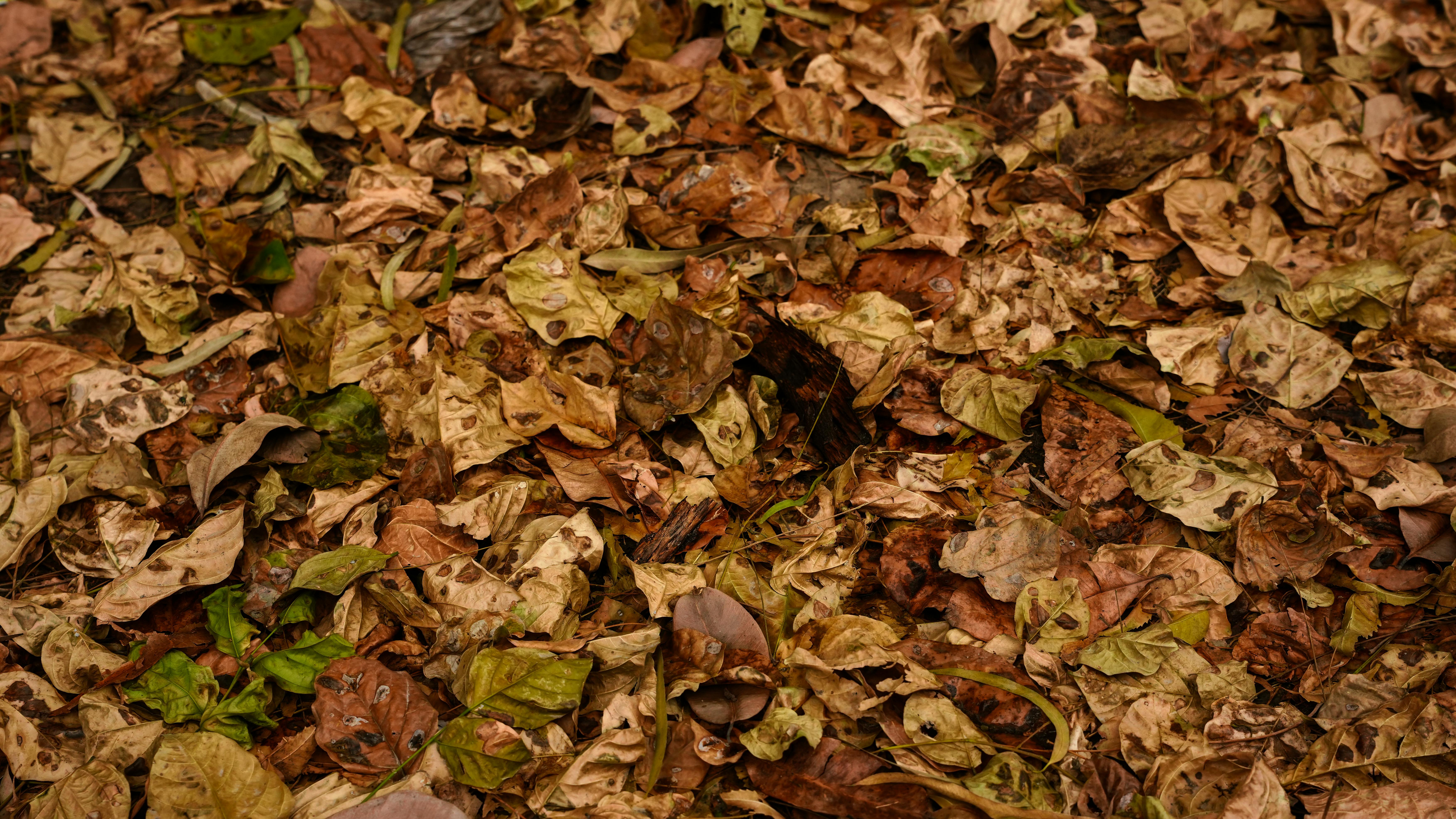 ingyenes Lehullott őszi levelek élénk színű szőnyege Lahorban, Pakisztánban, természetes fényben megörökítve. Stockfotó