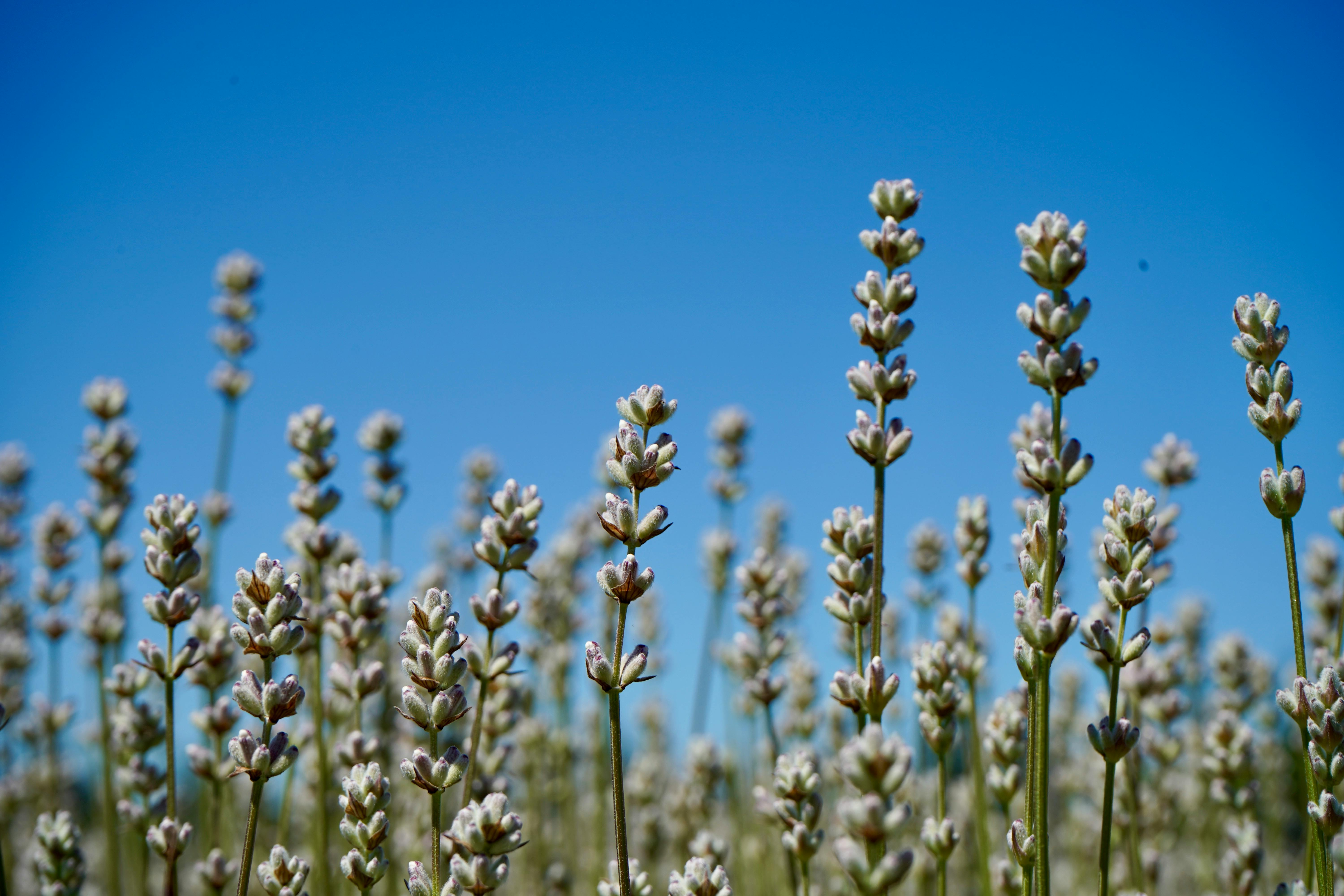 gratis Macrofoto van een prachtig lavendelveld dat zich uitstrekt tot in de blauwe lucht, waarmee de serene schoonheid van de natuur wordt vastgelegd. Stockfoto