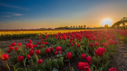 Free Stunning tulip fields bask in the warm glow of sunrise in the Netherlands, showcasing nature's vibrant colors. Stock Photo