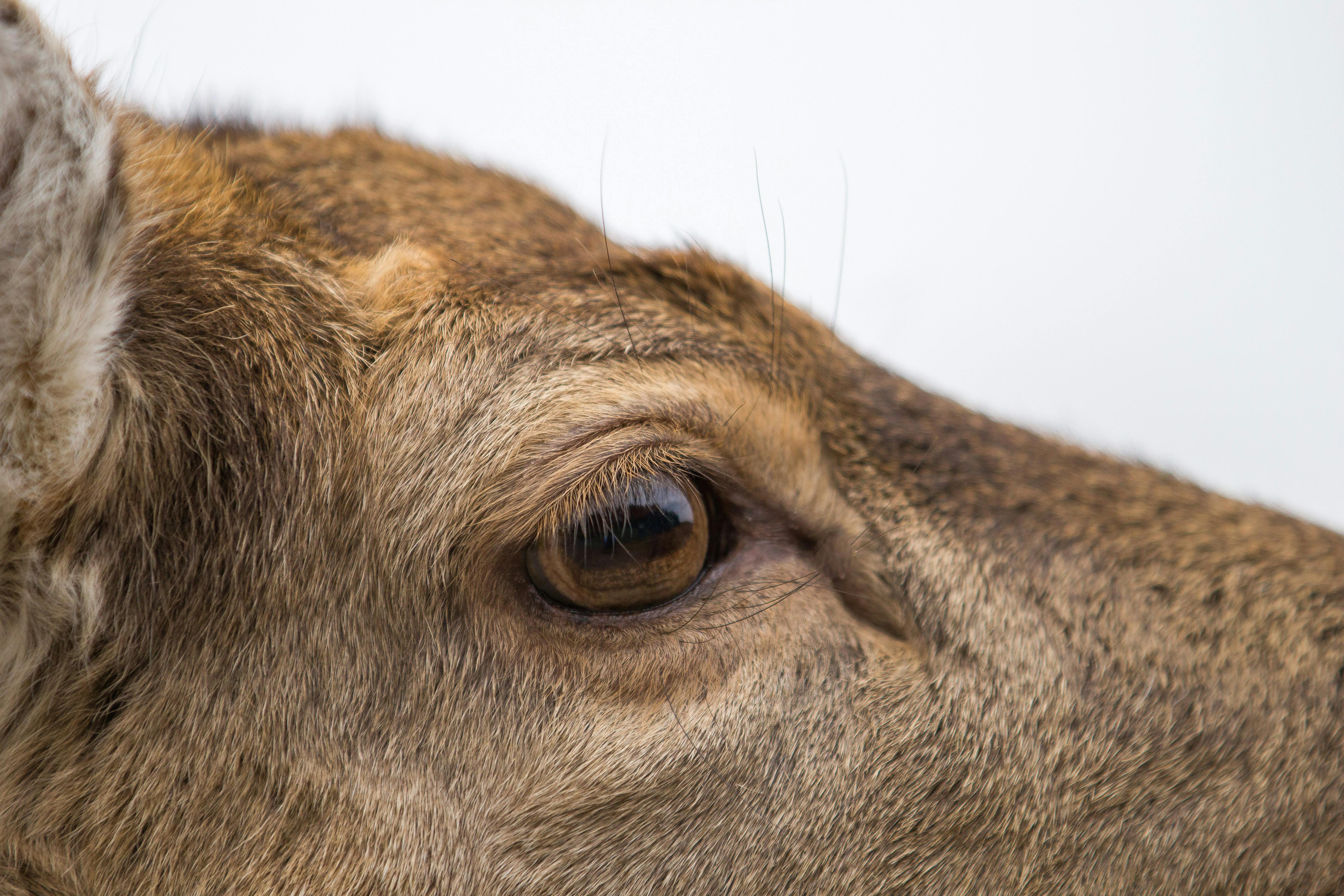 Free Detailed close-up of a deer eye showcasing elegance and texture. Stock Photo